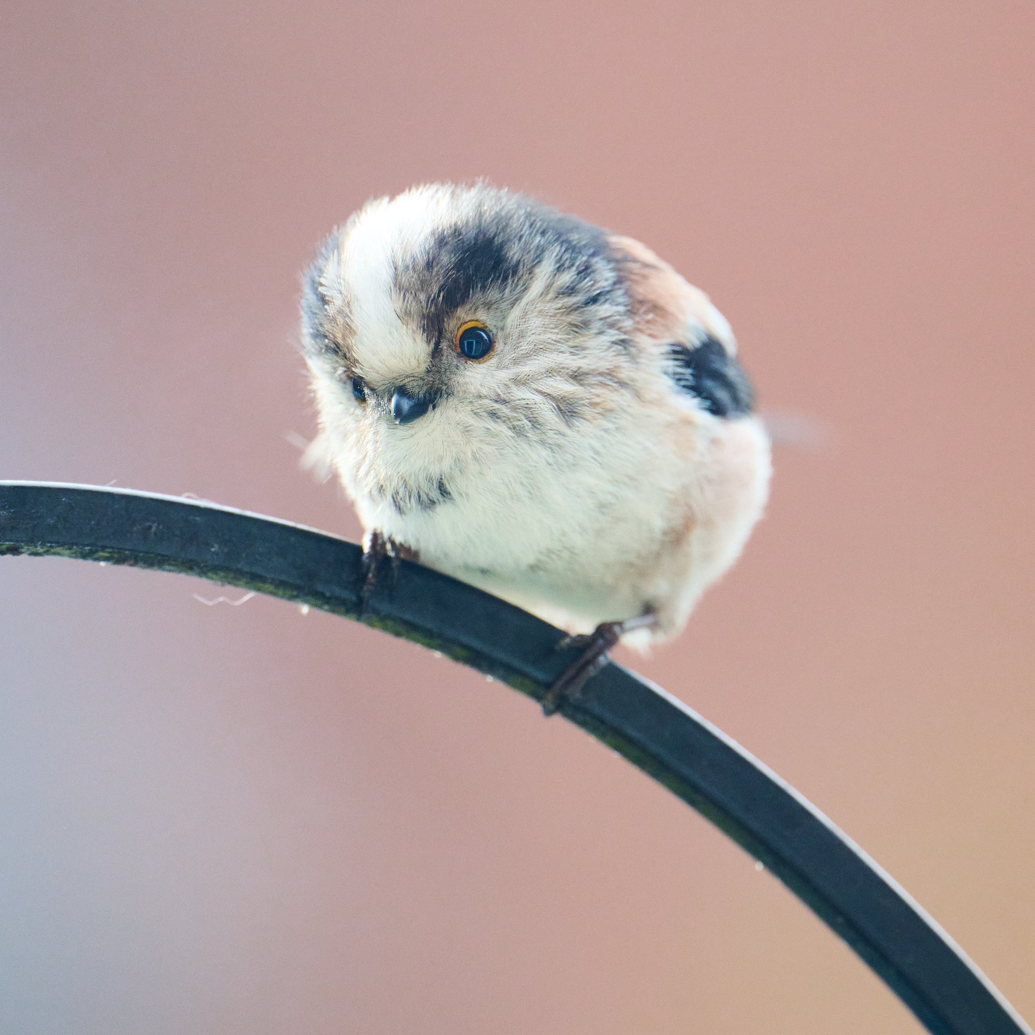  Another rare visitor, for me, this longtailed tit appeared a few days in a row, each time fluttering up against the window repeatedly, having a brief sit down on the feeder and squint inside, then disappearing again. 