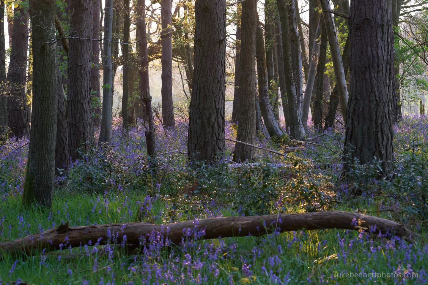 It's the nicest time of the year again. Though as has apparently become a tradition, I'm posting a photo taken last year, rather than fresh off the press.

#uklandscape #allkindsoftrees #fairyforest &nbsp;#earth_shotz  #bluebells #tree_captures #fair