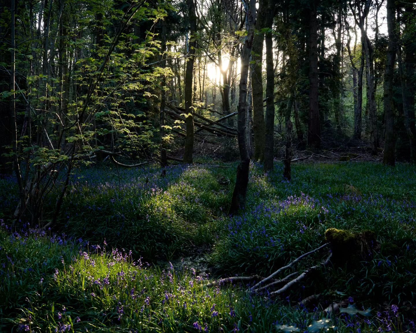 And one from this year.

#uklandscape #allkindsoftrees #fairyforest &nbsp;#earth_shotz  #bluebells #tree_captures #fairyforest #hugs_for_trees #instaflowers #flowersofinstagram  #yourcountryside #uklandscape #moody_captures #ethereal_moods #tree_magi