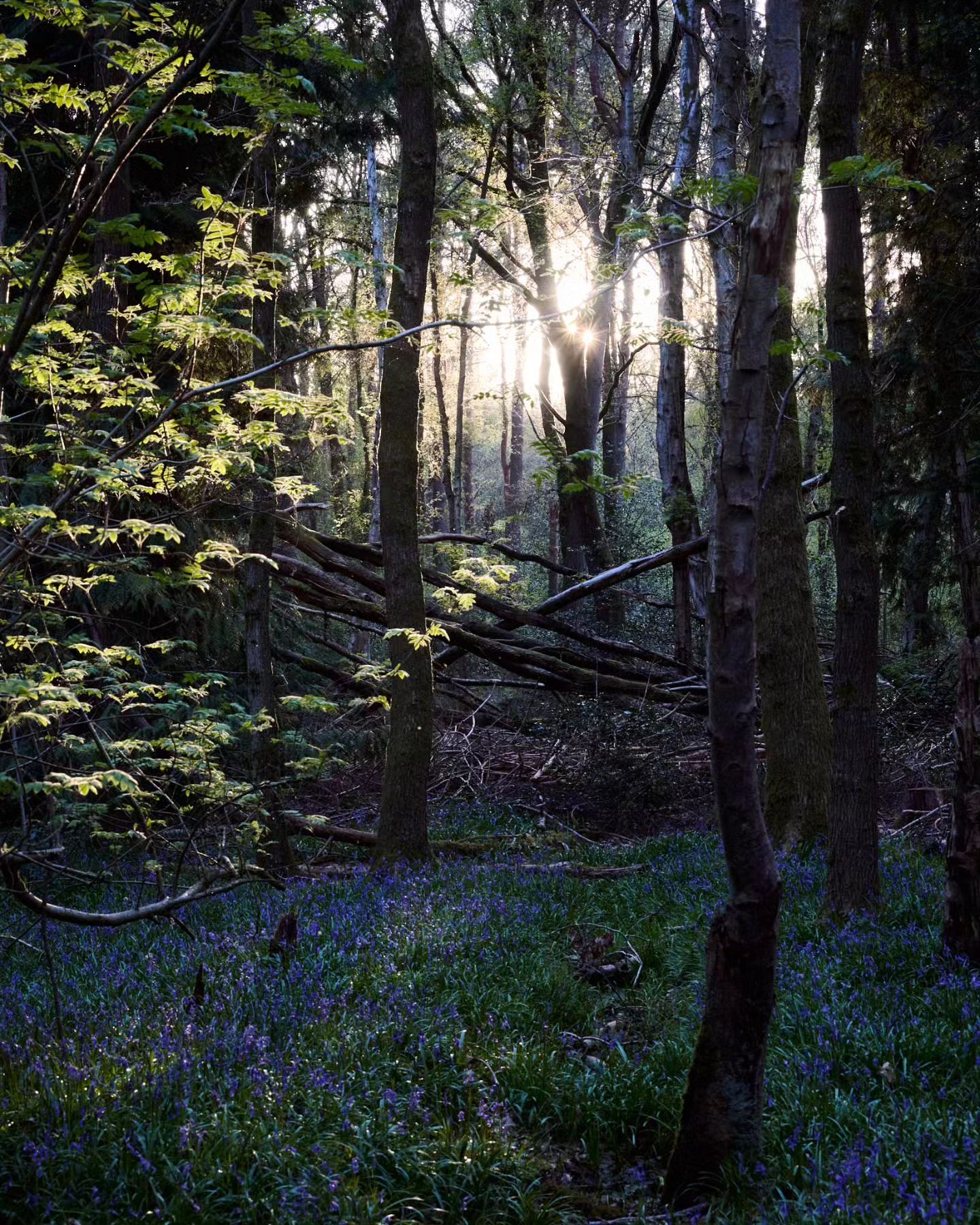 Another from this year.

#tree_lovers #tree_perfection #allkindsoftrees #fairyforest #bluebells #tree_captures #hugs_for_trees #instaflowers #flowersofinstagram #moody_captures #ethereal_moods #tree_magic #Warwickshire #forestphotography #yourbritain