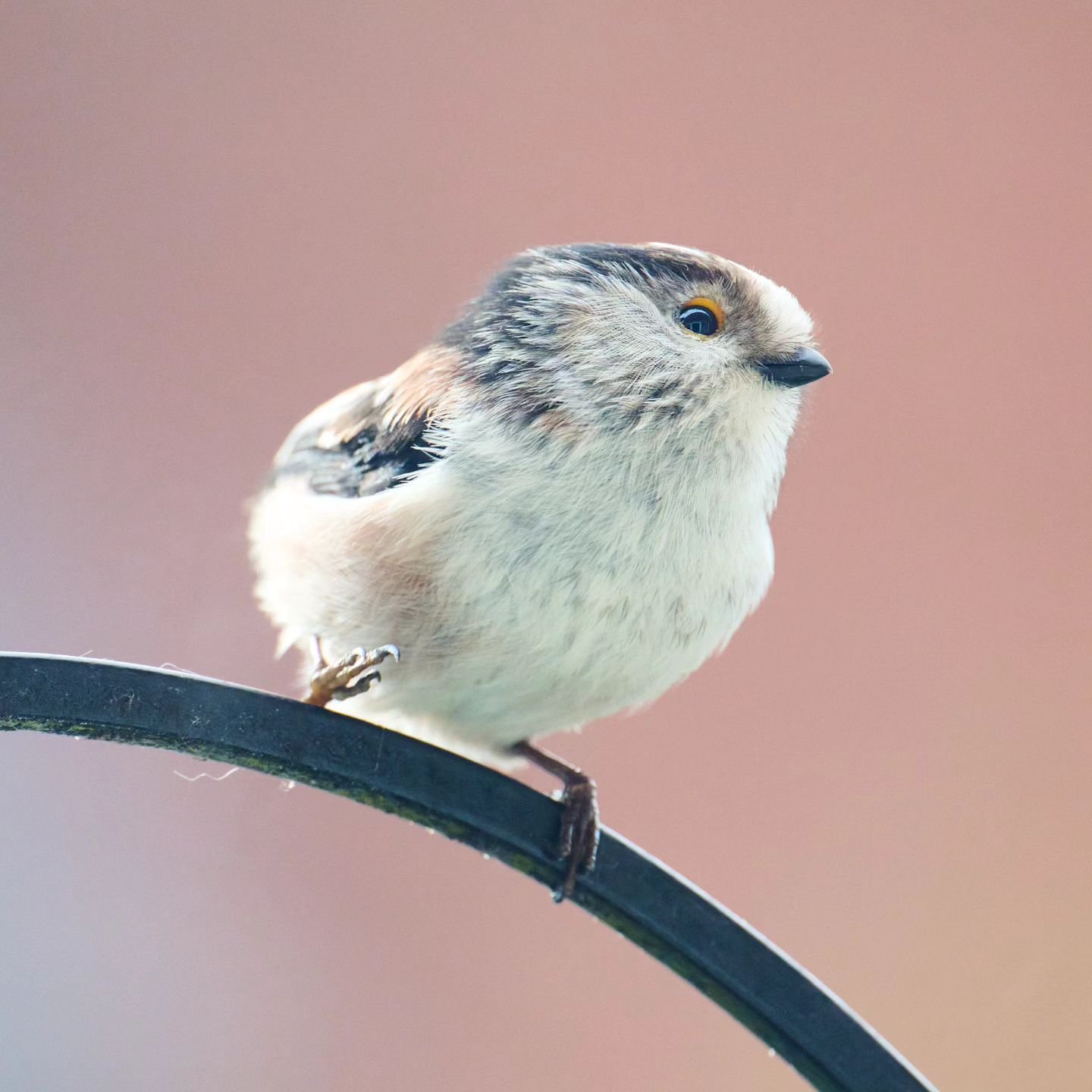 A long-tailed tit that visited for a few days in a row, peered in my window each time, then never appeared again.

Actually, if you can't see the long-tail, does that just make it a tit? 🤔

#your_wildlife #rspb #nature_perfection #long-tailed-tit #l