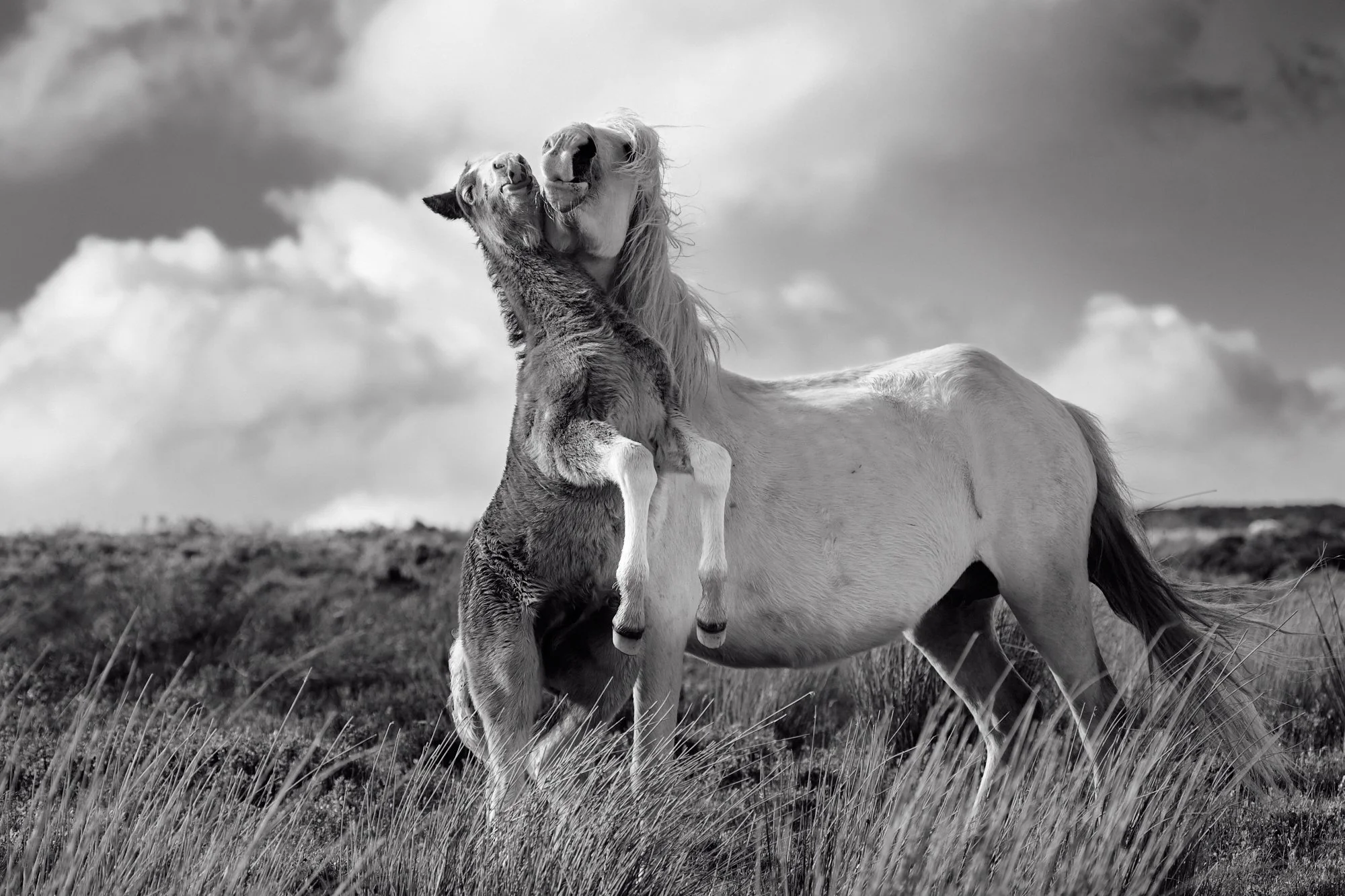  This is from a few years back, one of the wild Welsh ponies, up on the Long Mynd amongst the Shropshire Hills. It was another spontaneous moment I feel lucky and relived to have captured! I’ve just had this printed actually, so I’m working out where