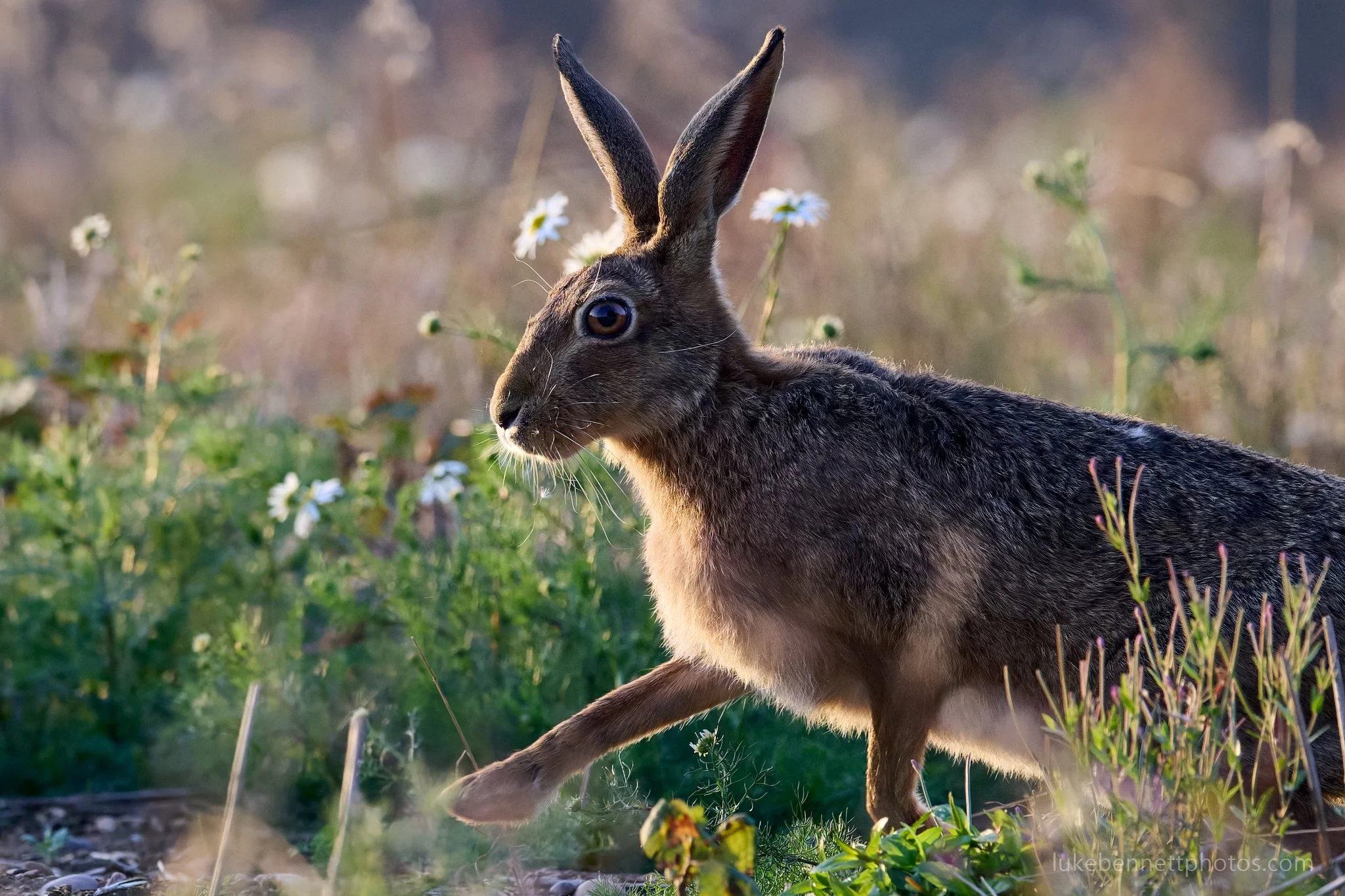 And finally, this wild hare from last summer. This was such a brilliant moment, as out of nowhere it came right alongside me, only about 15 feet away, completely oblivious to my presence for a good 5 seconds, during which I fired off as many shots a
