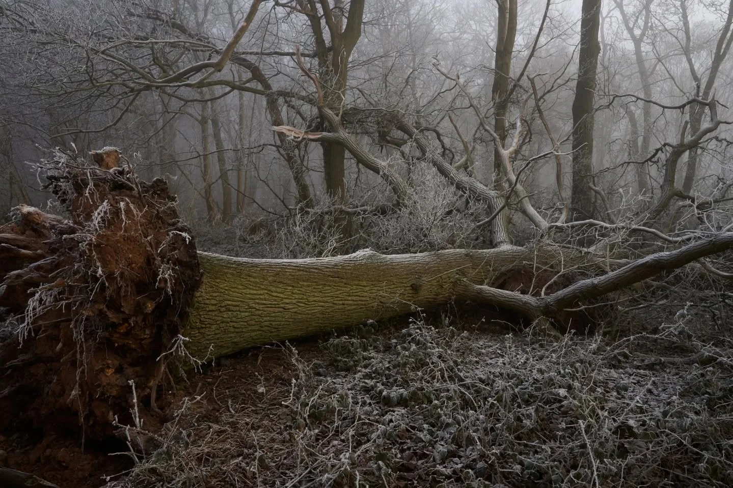 Winter scene photo bonanza! All taken at the start of the year. Finally feels appropriate to post them. 

Merry Christmas 🙂

#christmasscenes #winterphotography❄ #snowphotography #frostphotography #ukwinter
