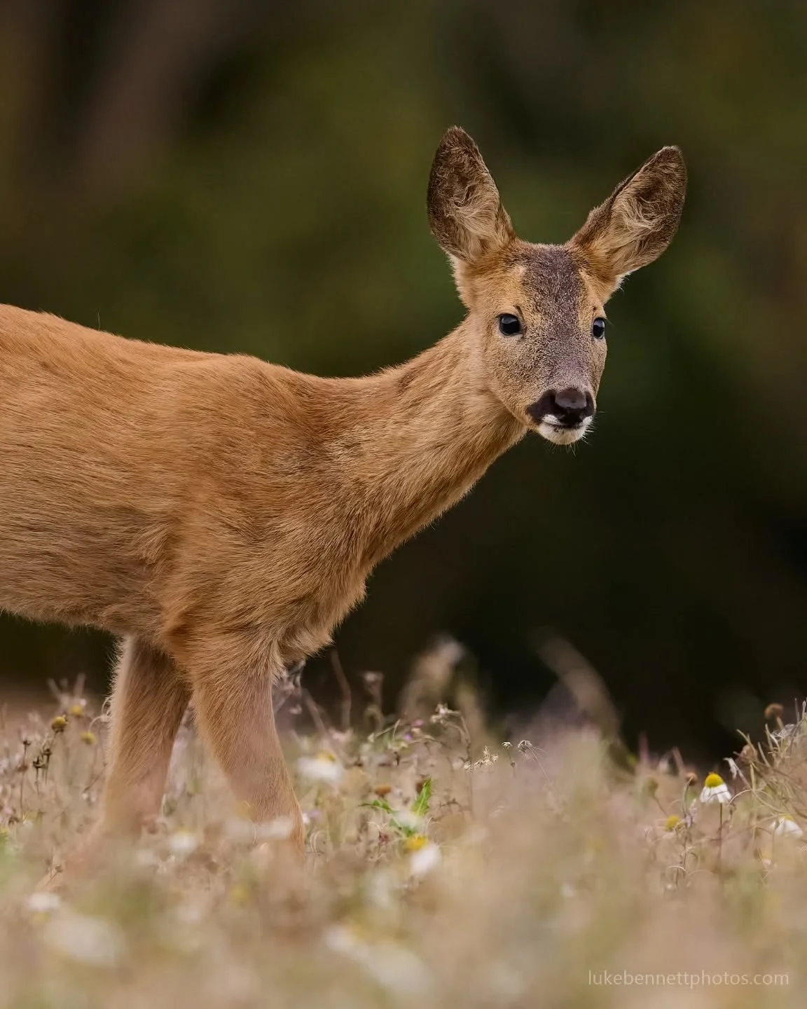 A wild roe deer, unaware I was watching. Sometimes these descriptions sound more creepy than informative.

#deerphotography #roedeer #wildbritain