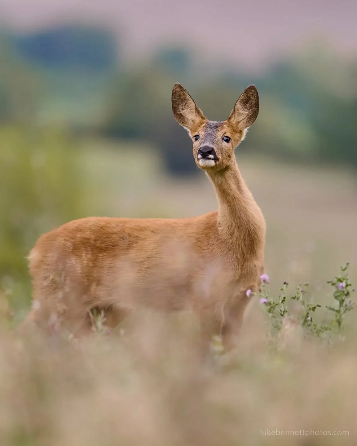 When you hear your neighbours arguing

#wildbritain #wildlifephotography #wildlife_perfection