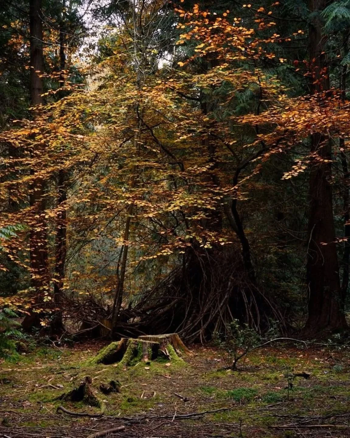 The only kind of forest fire I approve of 🌳🍁

#tree_captures #tree_brilliance #tree_magic #treeperfection #firetree #autumnwoods #uknature