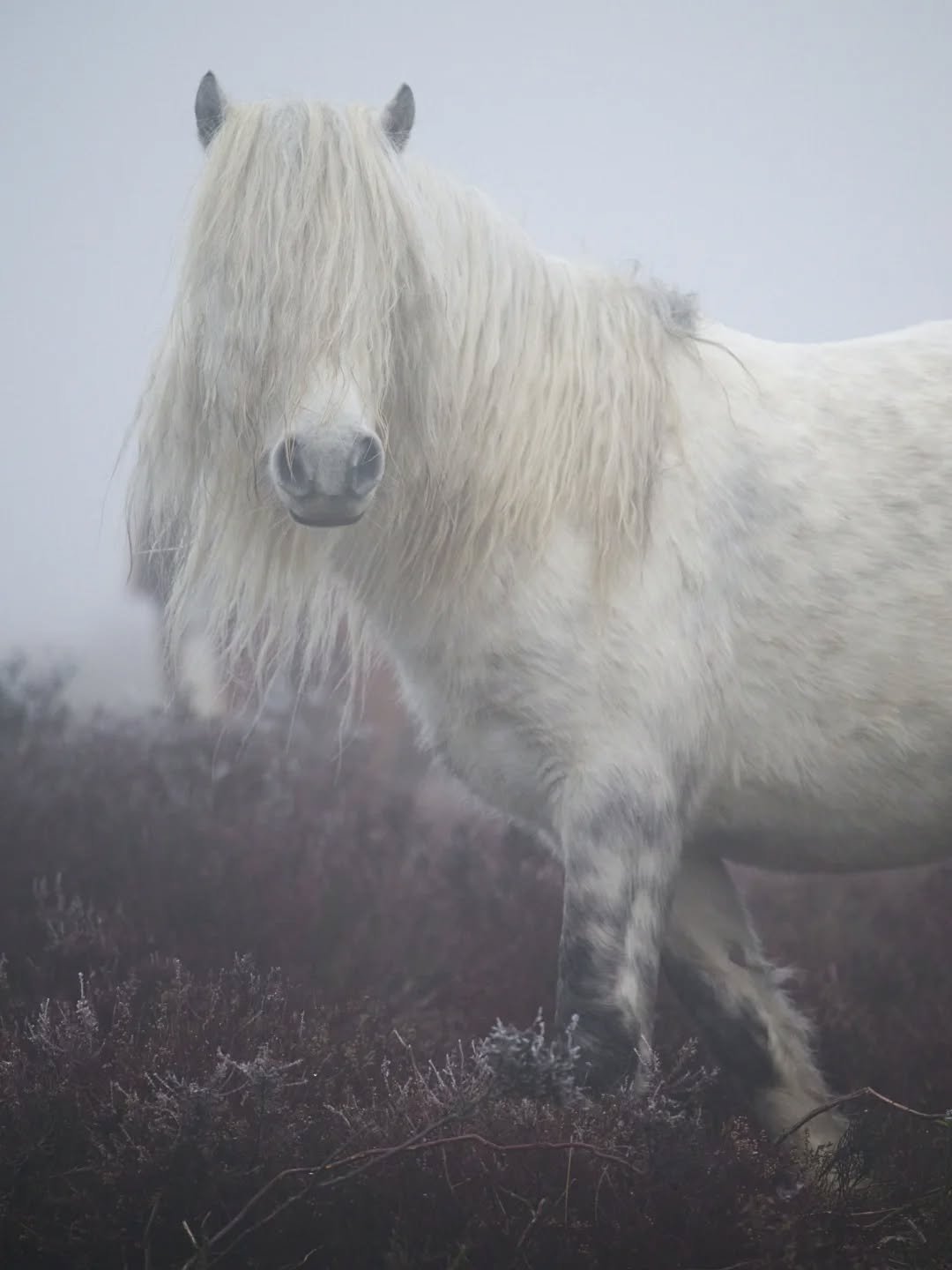 A good hair day

#wildpony #winterphotography❄ #coldoutside #wildlifeuk #Shropshire