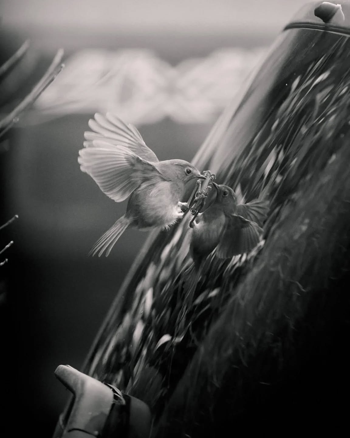Whilst recovering from surgery over Christmas I&rsquo;ve still managed to do some wildlife photography - from my living room. This self-loathing robin has taken to fighting his own reflection in the back window of my car. He&rsquo;s been pretty relen