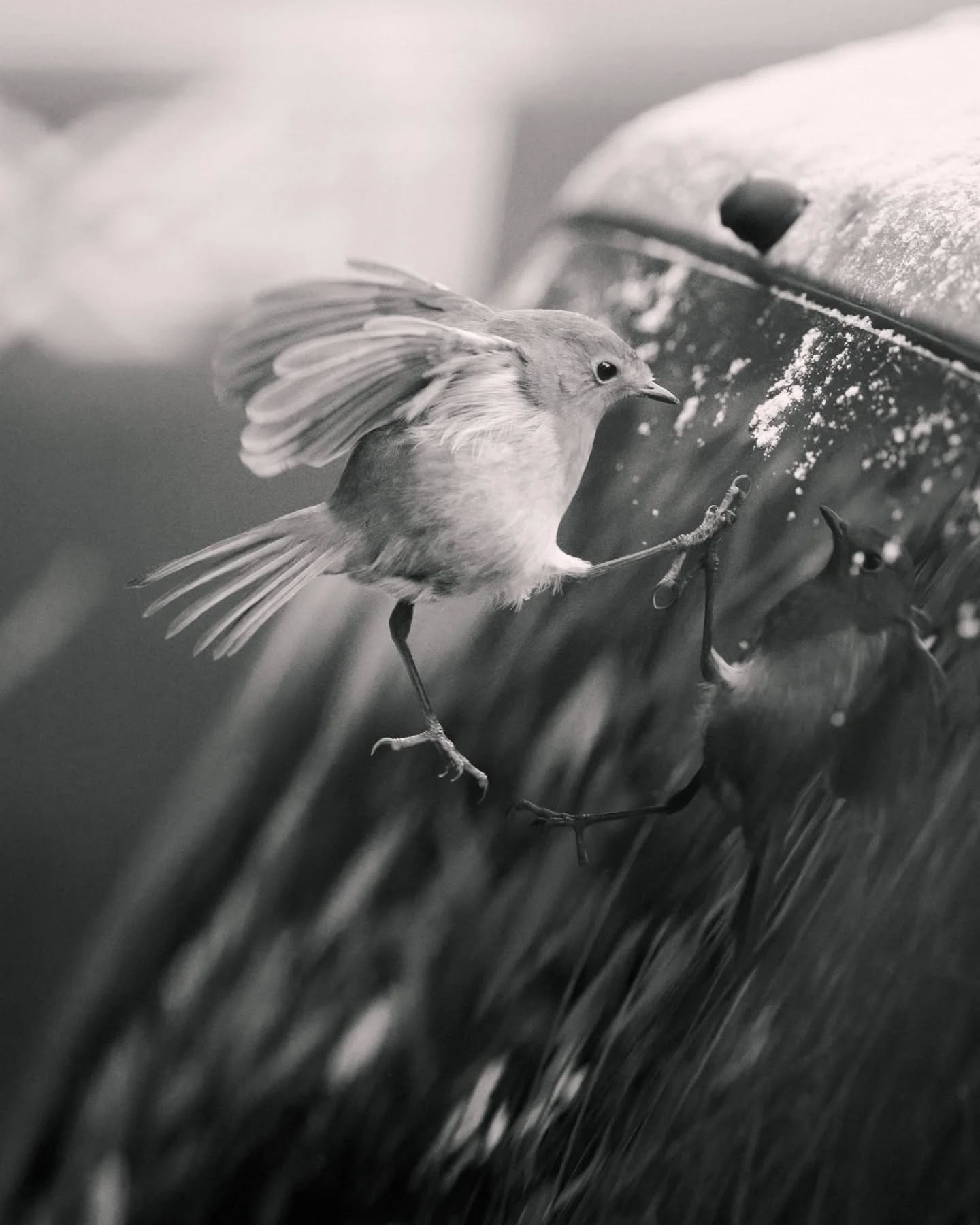 He's starting with the man* in the mirror 

*Eurasian Robin

#robinphotography #rspbimages #wildbirdsofinstagram #ukwildlifeimages #birds_in_flight