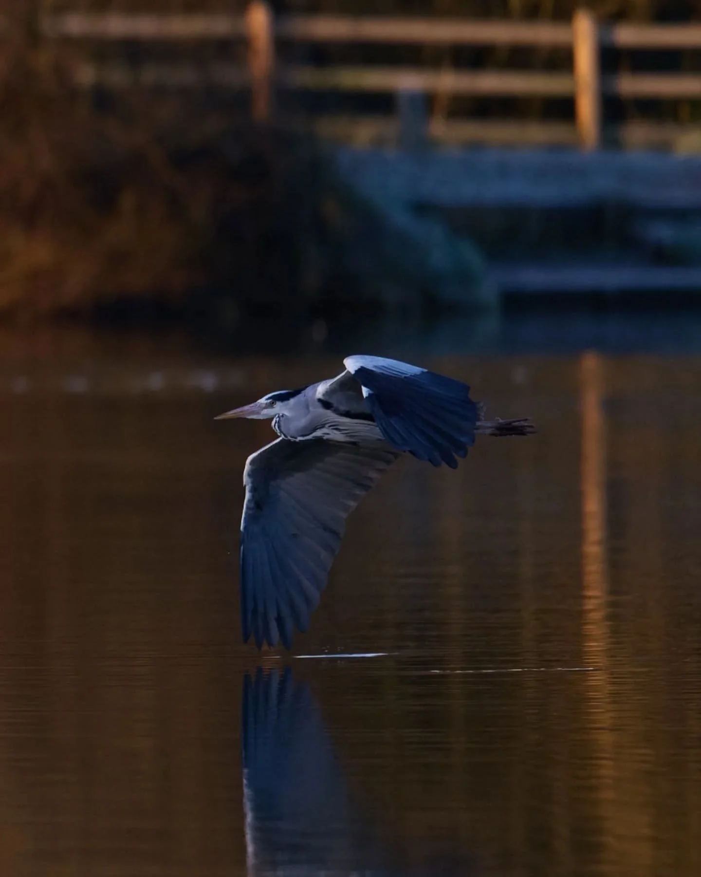 I can't decide whether herons are graceful or comedic. They let out a huge 'WAAHH' sound every time they take off, and veer from acts of elegance and precision soaring like in the first pic, to gangly displays like the second shot within the same fli