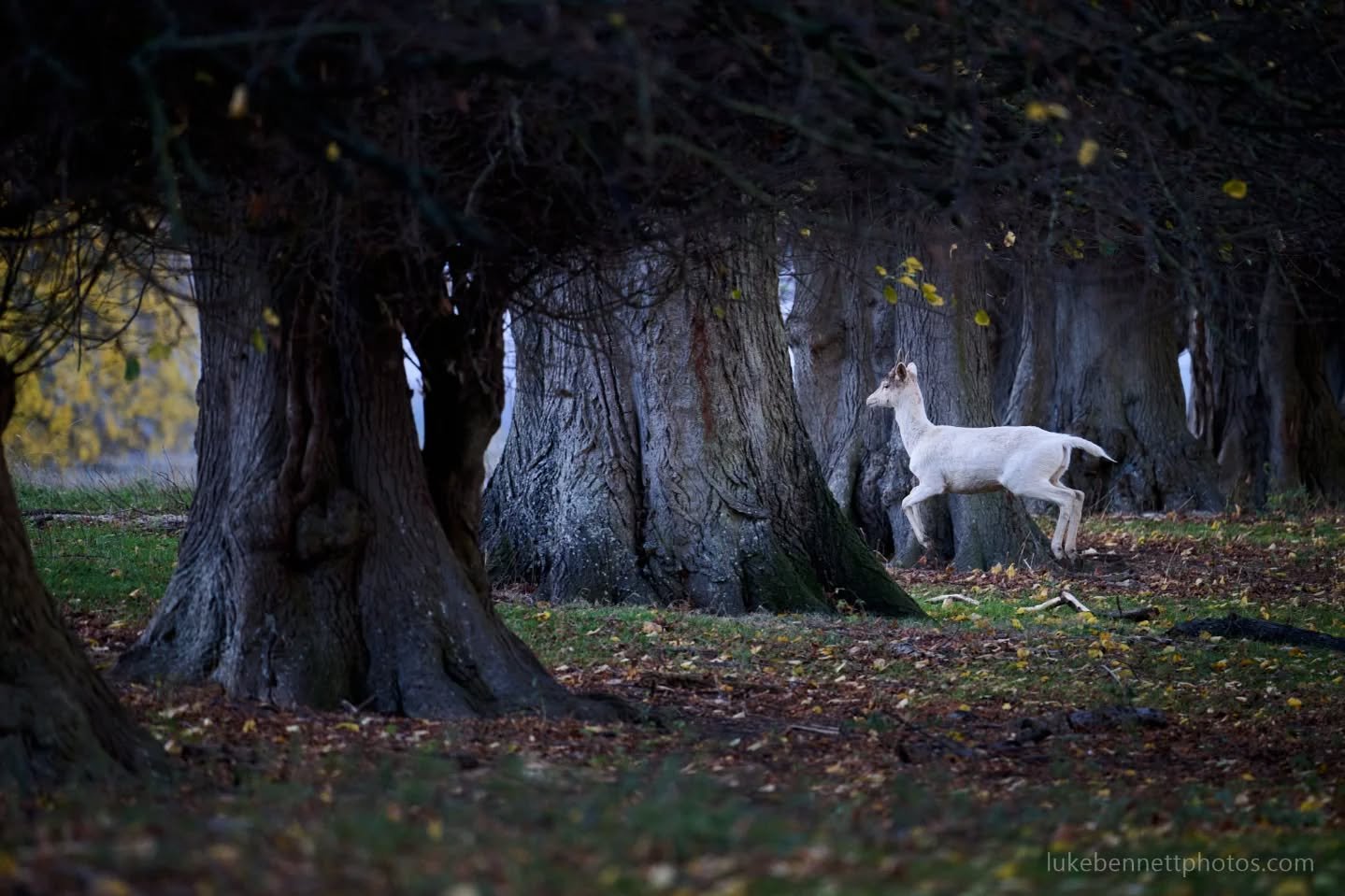 Me running away from my responsibilities. 

#deerphotography #uk_greatshots #uknature #wildbritain #Warwickshire