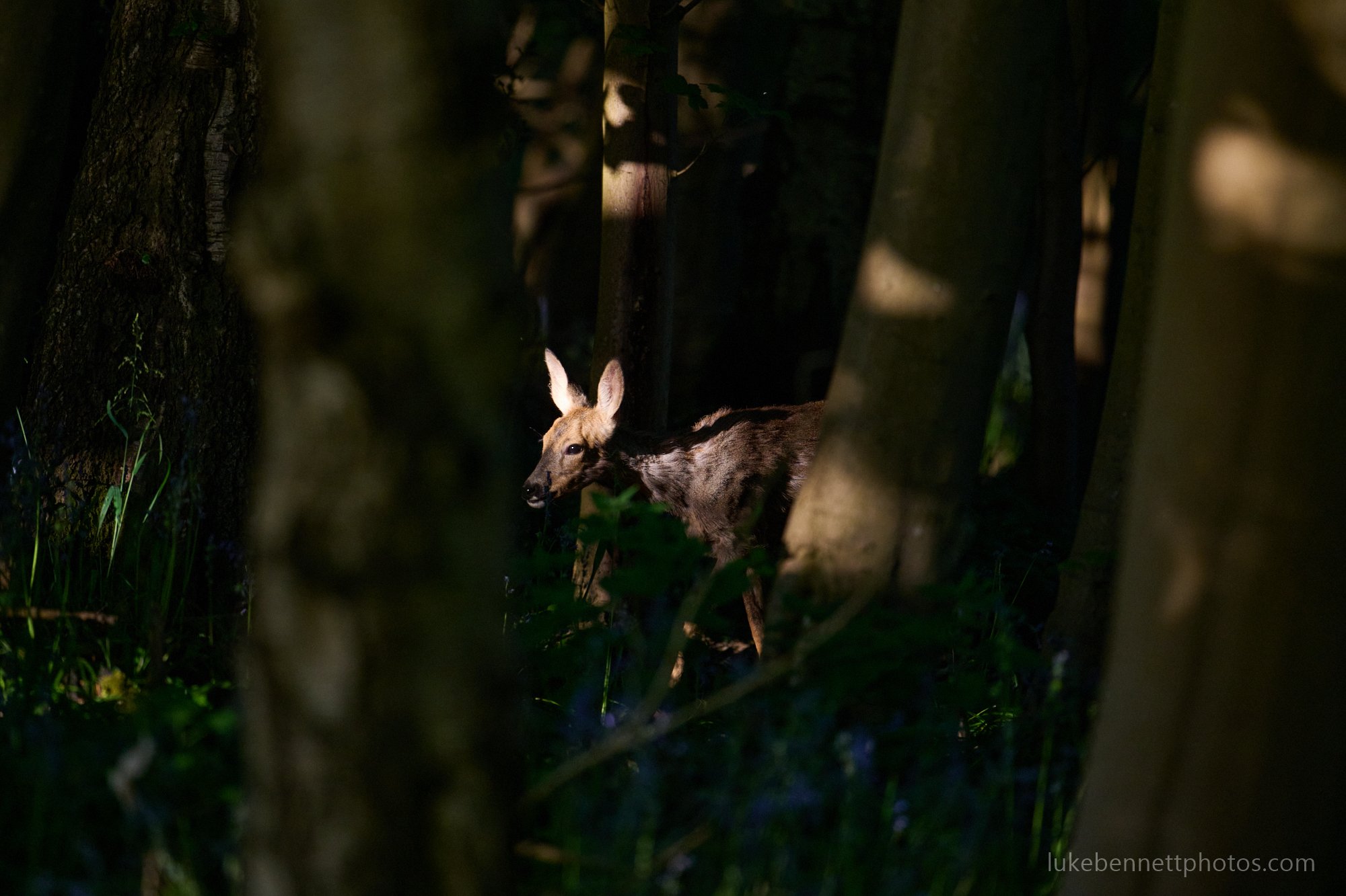  This wild roe deer appeared suddenly in the woods I was loitering in a few summer’s back. The light was incredibly contrasty resulting in some of the highlights on the deer being a bit overblown, but I’m happy with the rescue in post. 