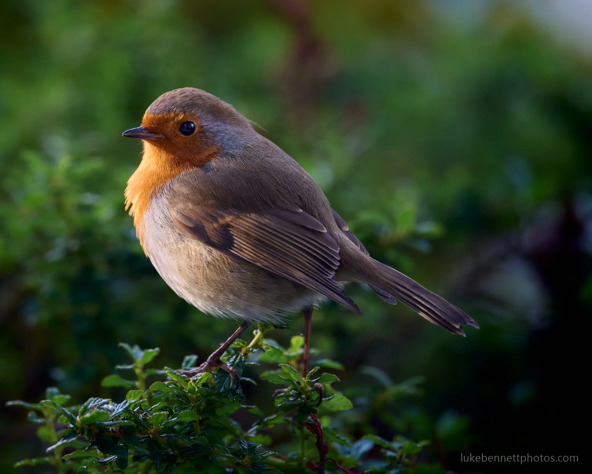  This robin was shot through my living room window, perched nicely on the bush just below it. I’ve removed the glare from the window by lowering the blacks, and increasing the contrast and saturation through some masking. It’s also had noise reductio