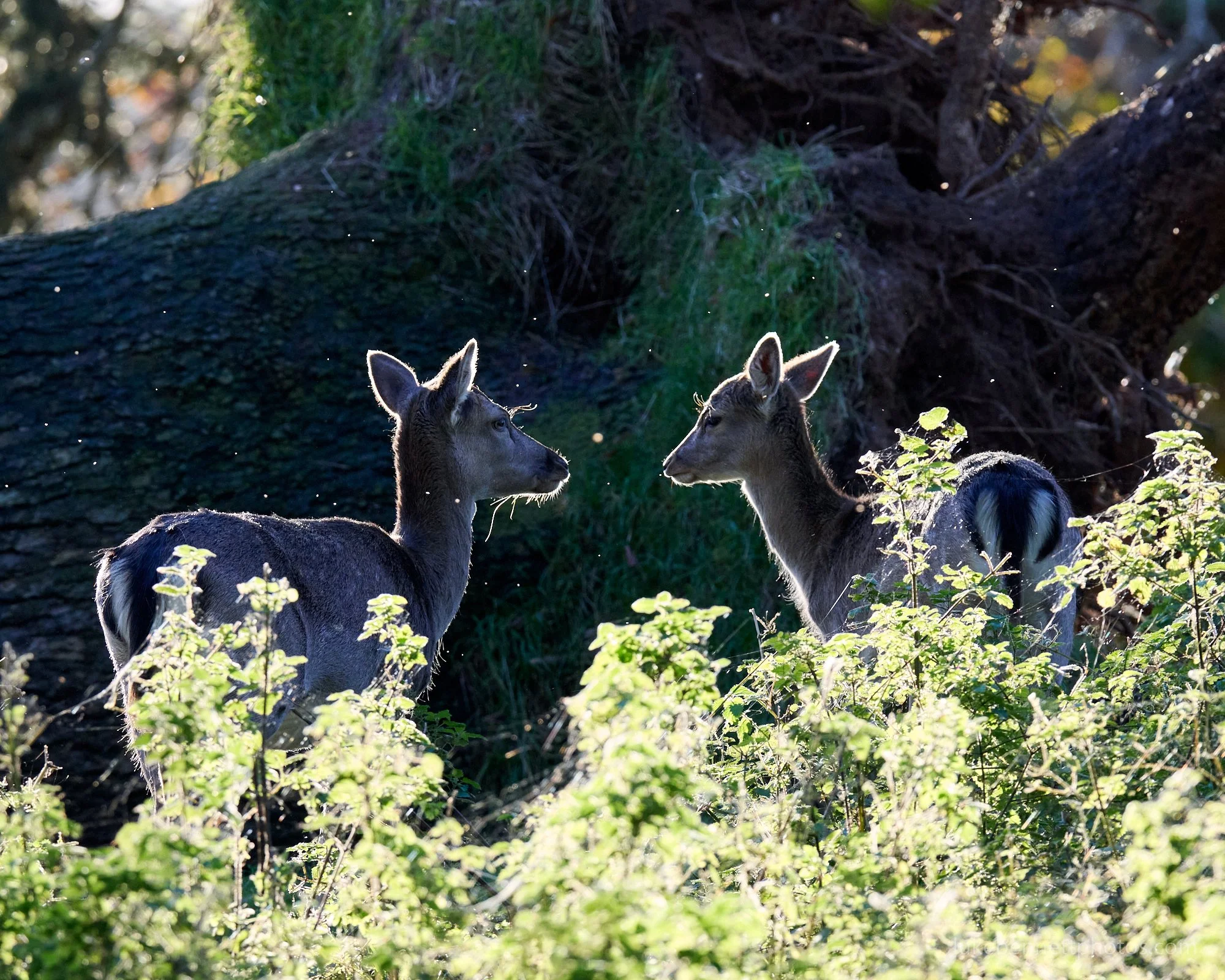  I love the backlight on this image of two young fallow deer. It’s not had much done to it in post other than some minor adjustments and cropping. 