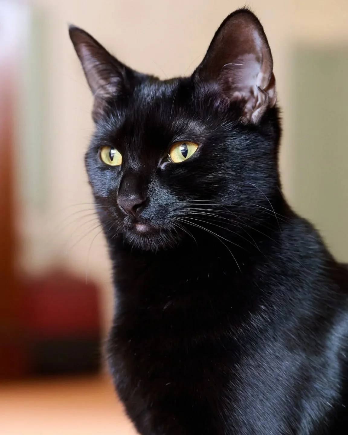 Who says black cats aren't Instagram-able? 🤔🐈&zwj;⬛

#blackcat #blackcatsofinstagram🐾 #blackcatphotography  #catoftheday