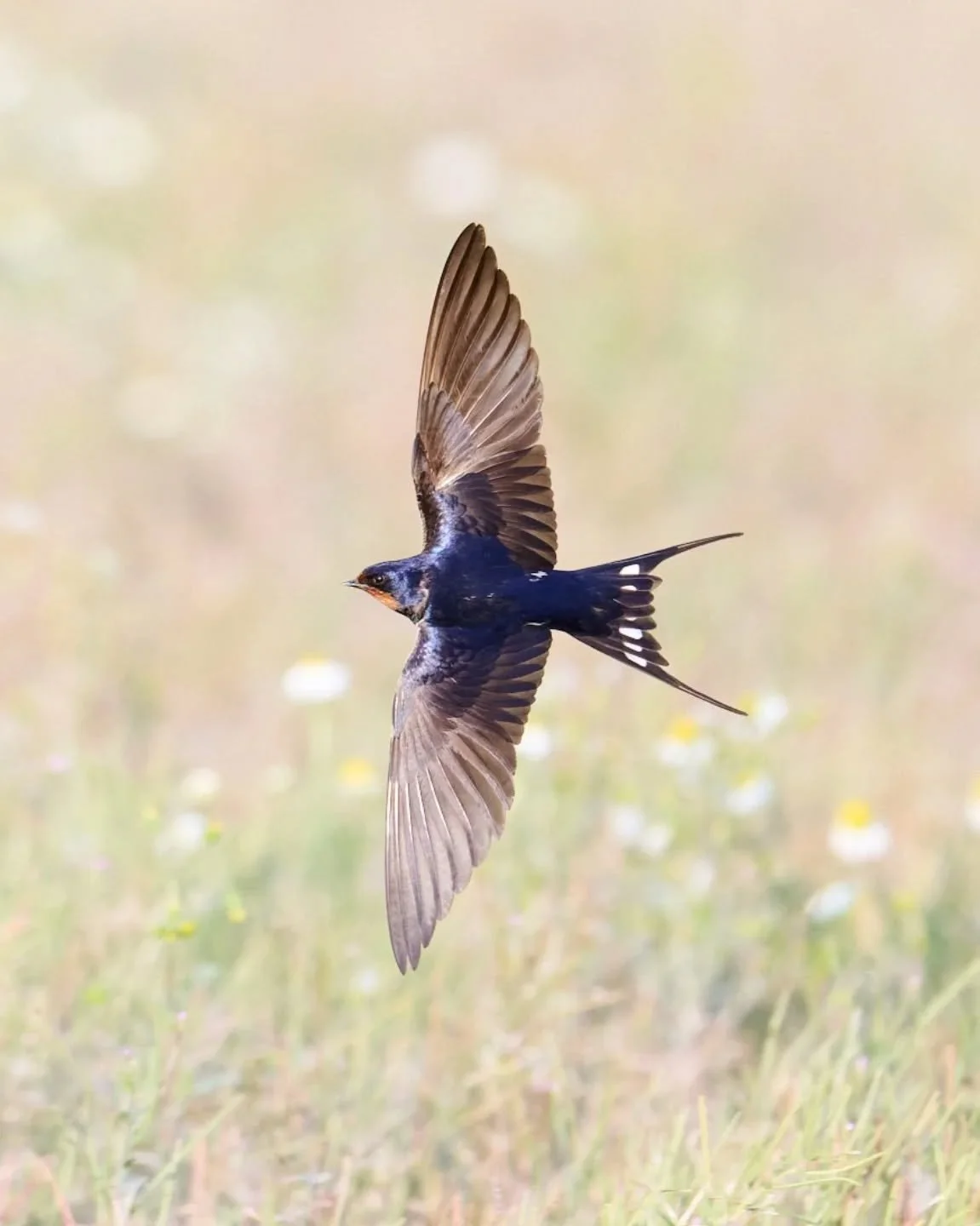 One of our swallow visitors from last summer. I'm really pleased with this shot because of the difficulty photographing a fast and unpredictable subject like this presents. Swallows rarely stay still and they move incredibly nimbly through the air, t