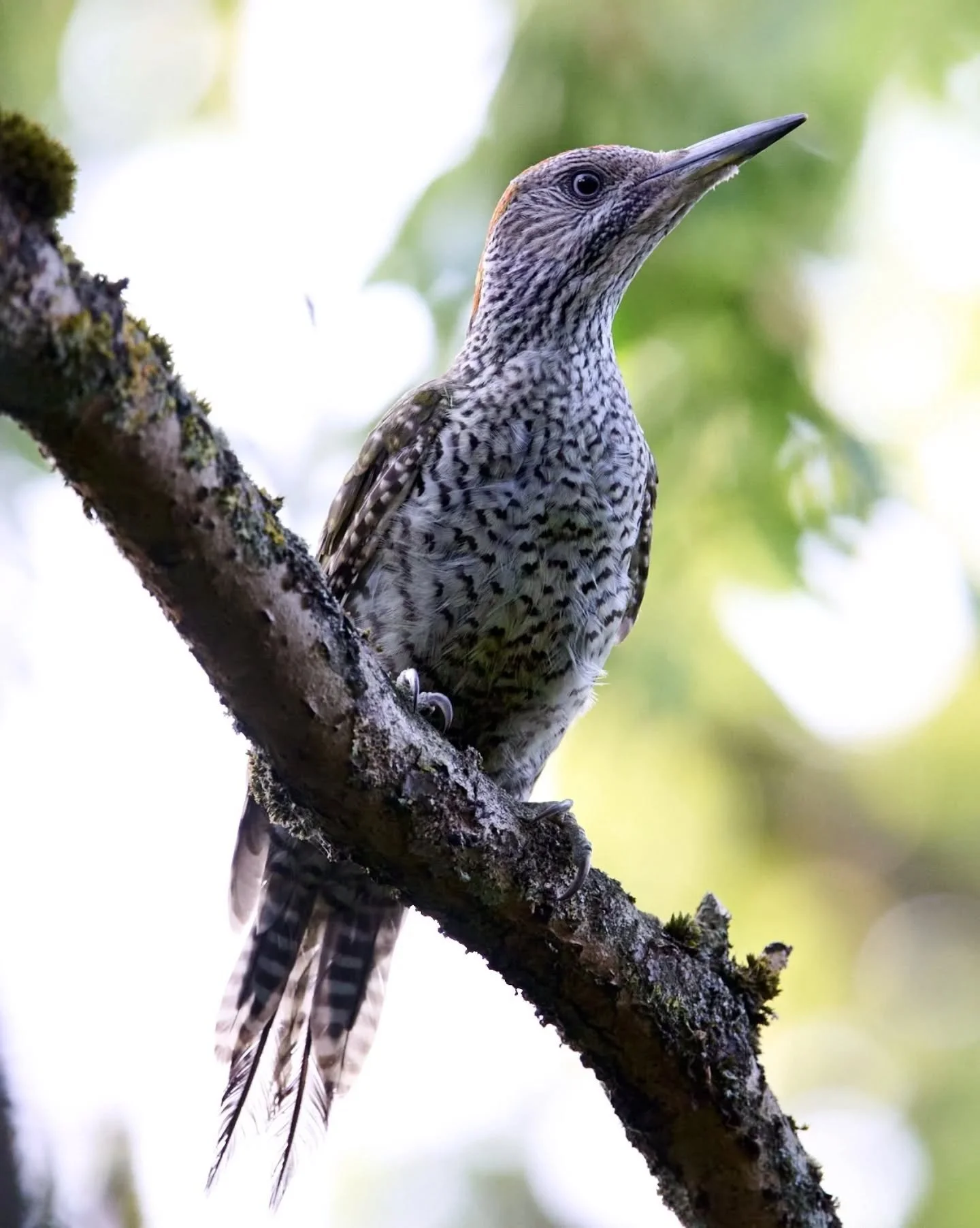 A very cool experience from a while ago - I went looking for deer and foxes, but accidentally sneaked up on this greater spotted woodpecker. I was wearing camouflage and we more or less uncovered each other at the same time. The woodpecker was extrem