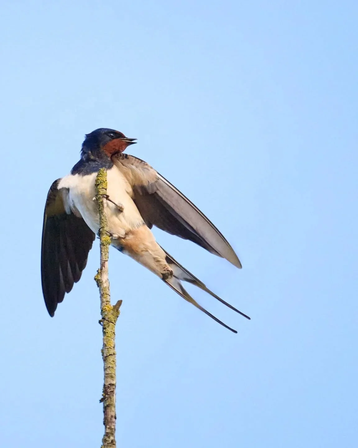 A fleeting moment of stillness for one of the bird kingdom's most zoomy species.

#swallow #birds_in_flight #birdsofinstagram #birdsofbritain #birdlovers