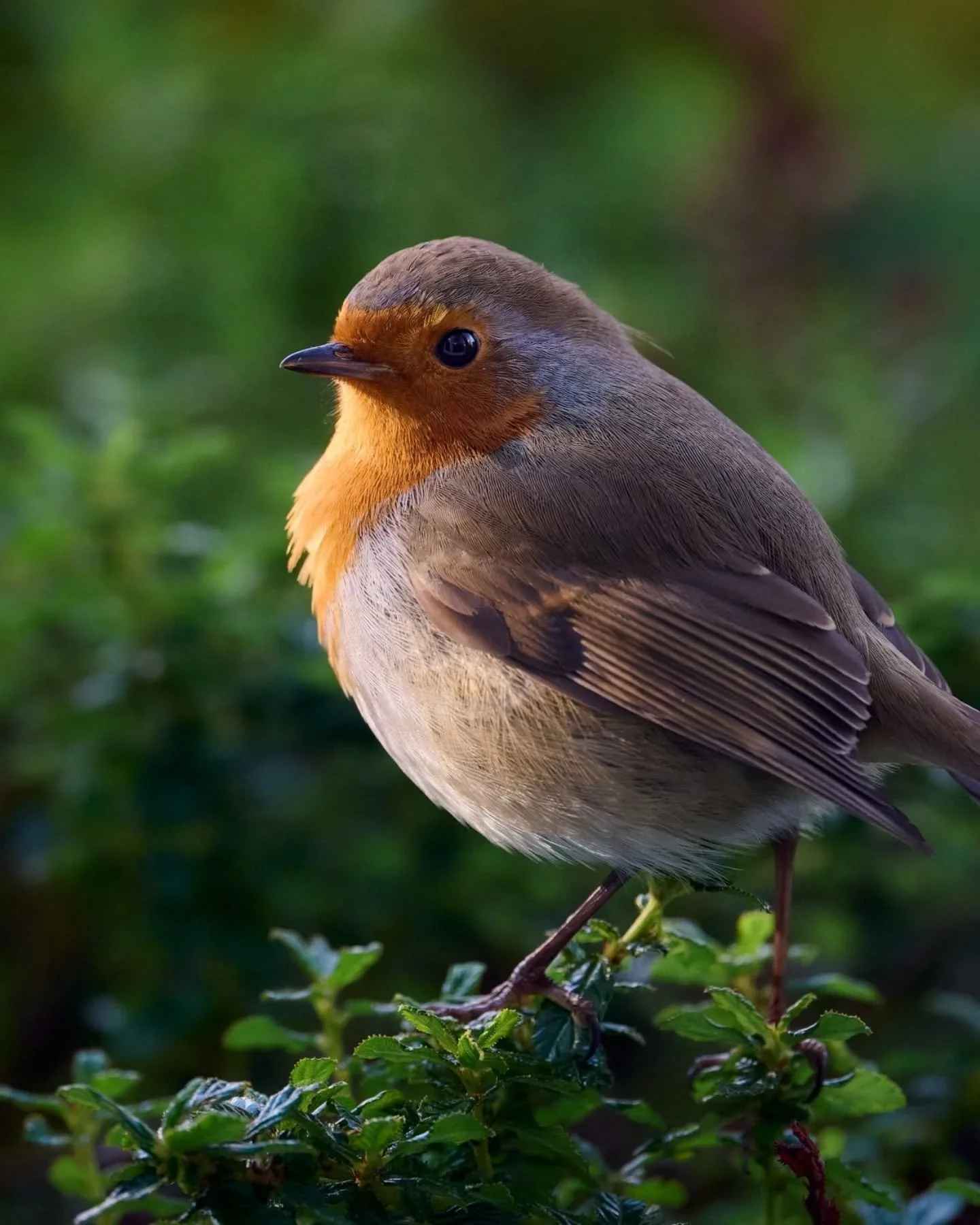 Birds birds birds 🐦

#robin #long_tailed_tit #fledgling #rspbimages