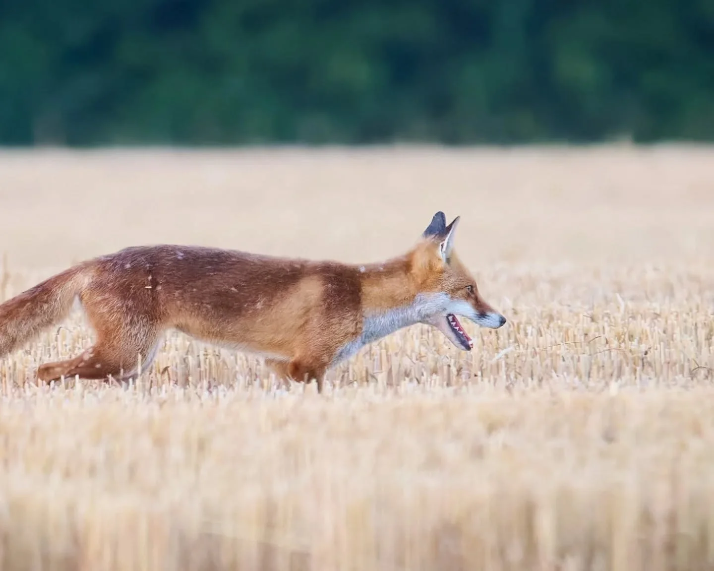 One from a couple of summer's ago. I&rsquo;m always on the lookout for countryside foxes (when health and energy levels permit), without much success, so stumbling upon this one (quite literally when I fell in a bush a couple of minutes later and sca