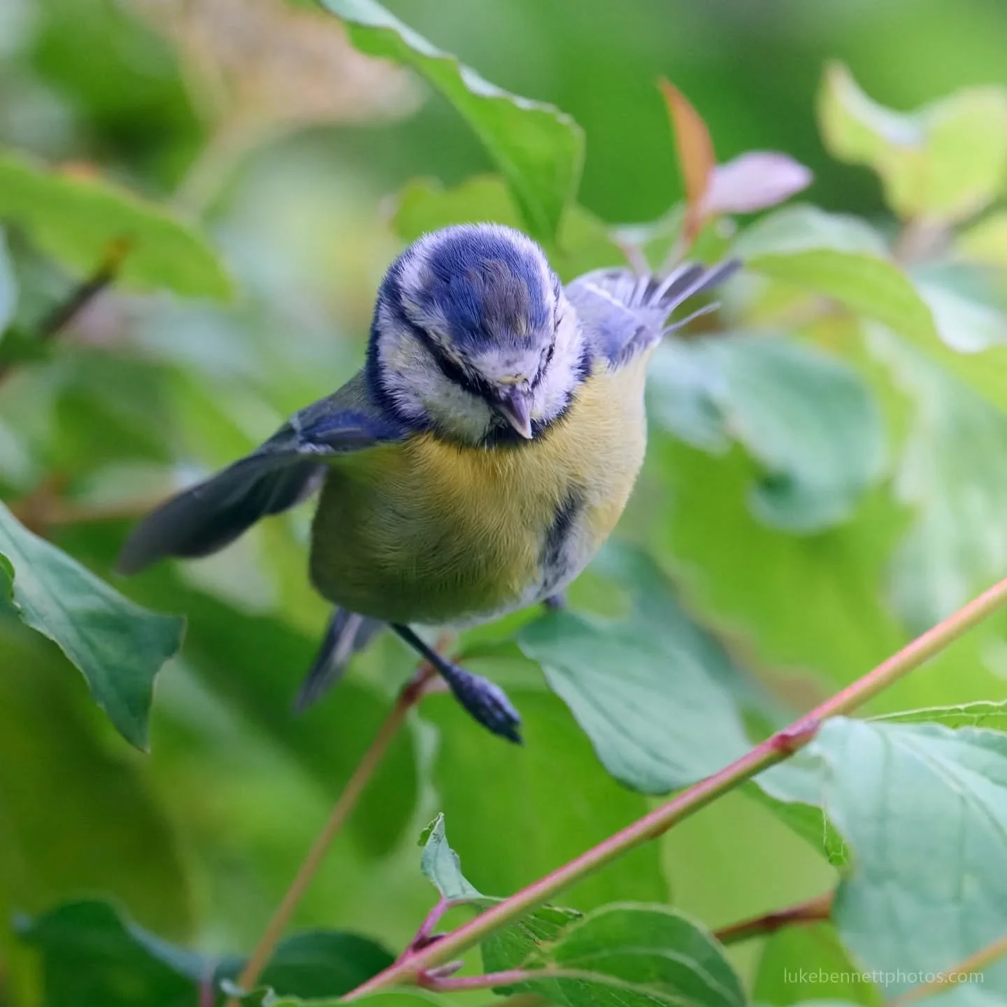 Bluetit action. 

#bluetitsofinstagram #birds_in_flight #rspbimages #ukwildlifeimages #ukbirdwatching
