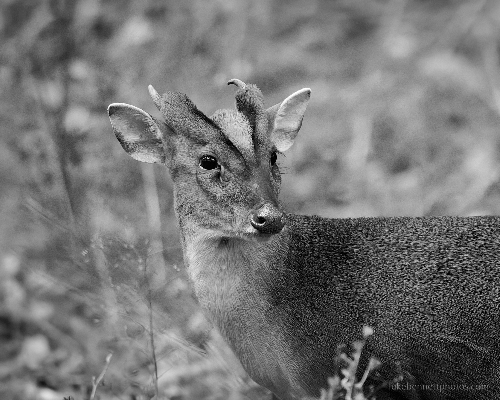  A muntjac deer, only fifteen feet away or less, oblivious to me. Another victory for the camo suit! 