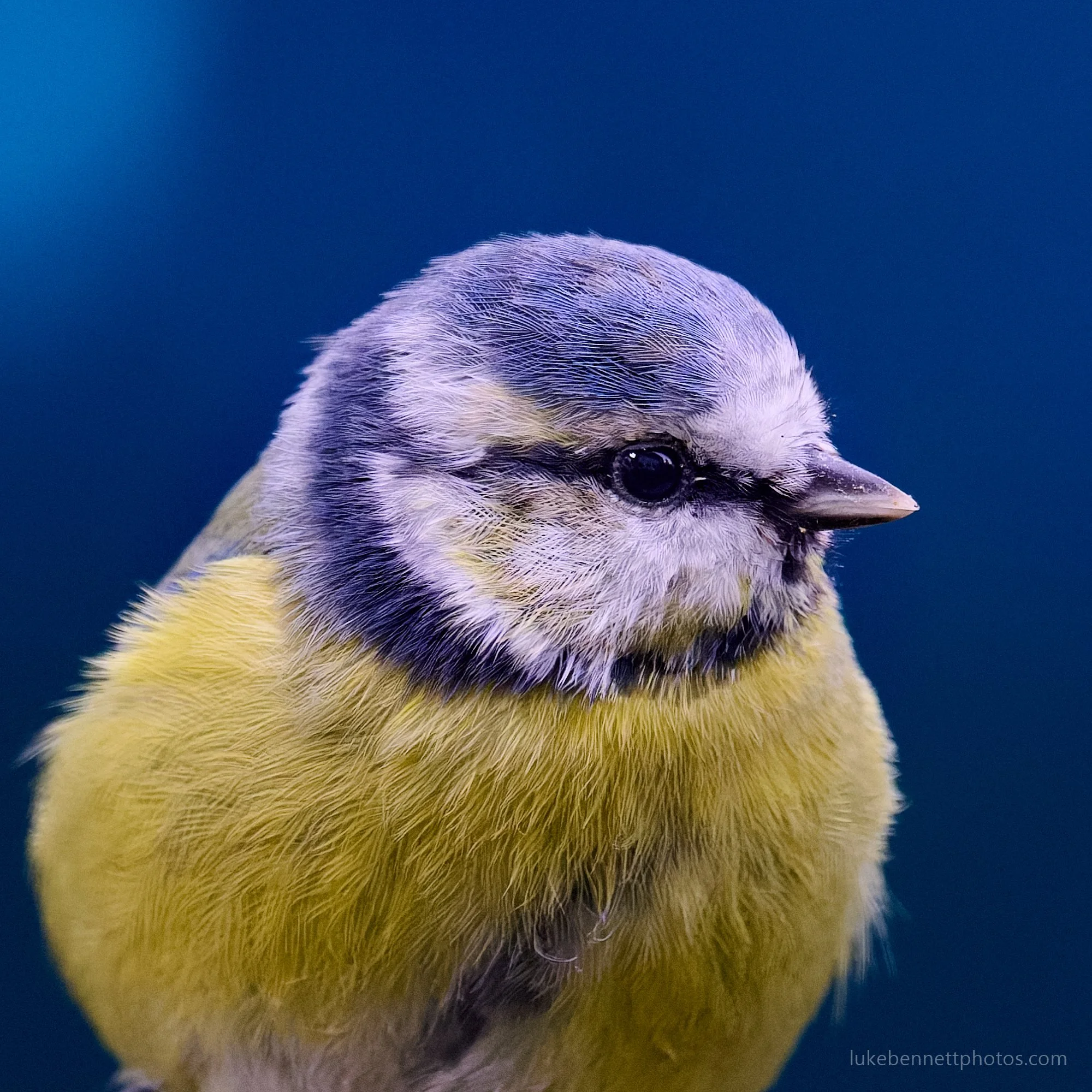  A heavy crop of a blue tit through my window. 