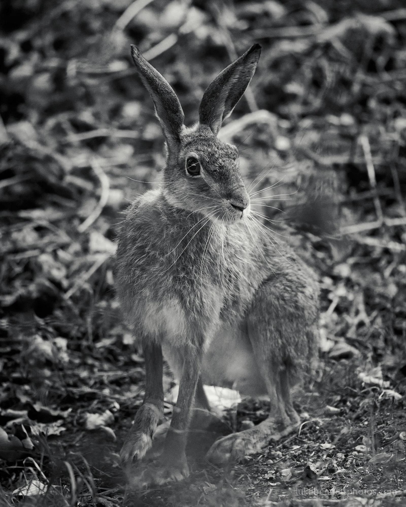  Same for this hare. 
