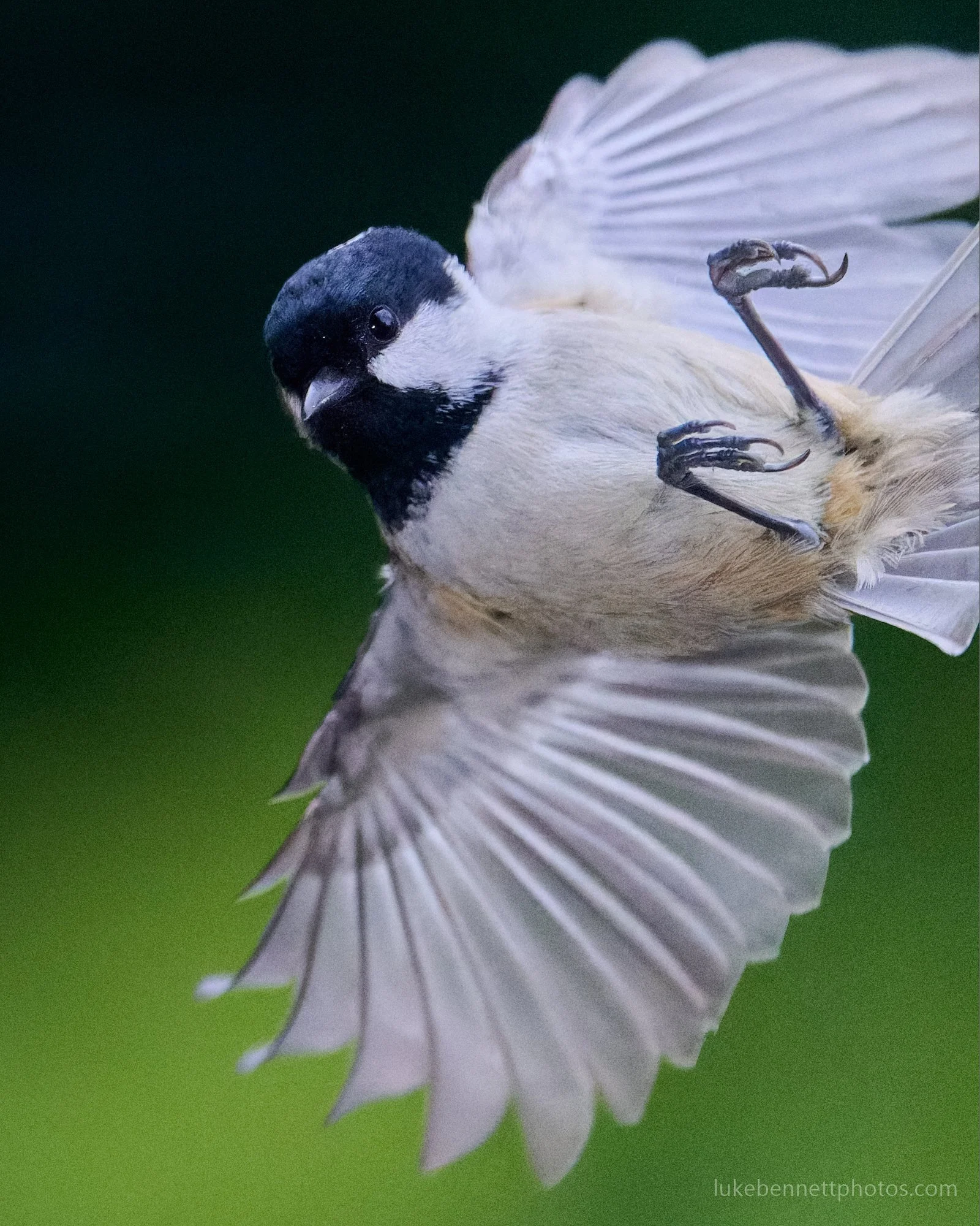  A coal tit, contorting towards its goal. 