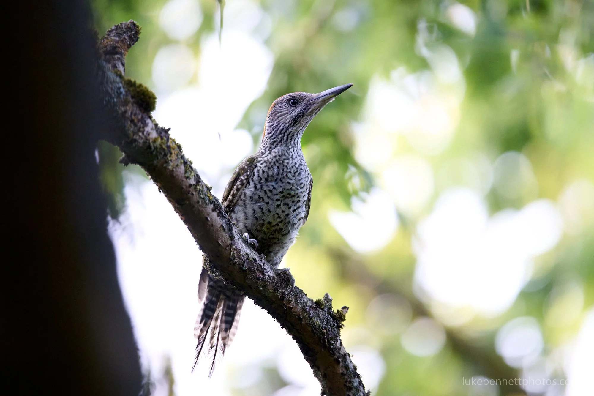  A very cool experience from a while ago - I went looking for deer and foxes, but accidentally sneaked up on this greater spotted woodpecker. I was wearing camouflage and we more or less uncovered each other at the same time. The woodpecker was extre