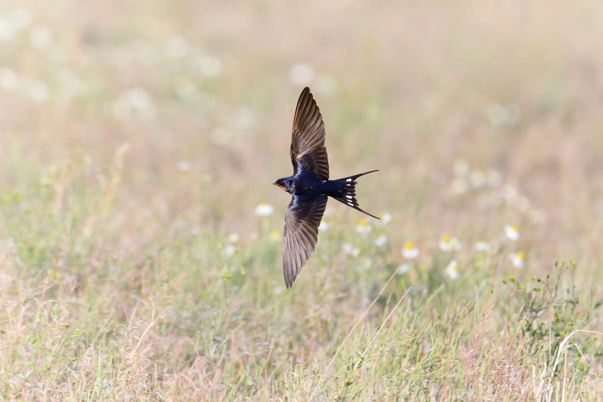  One of our swallow visitors from last summer. I'm really pleased with this shot because of the difficulty photographing a fast and unpredictable subject like this presents. Swallows rarely stay still and they move incredibly nimbly through the air, 
