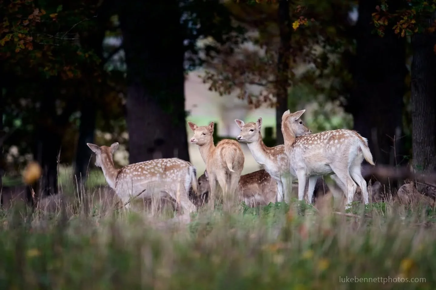 My dear deer friends at @charlecotepark one autumn. 

#autumn_photography #deerphotography #fallowdeer #wildbritain #charlecotepark
