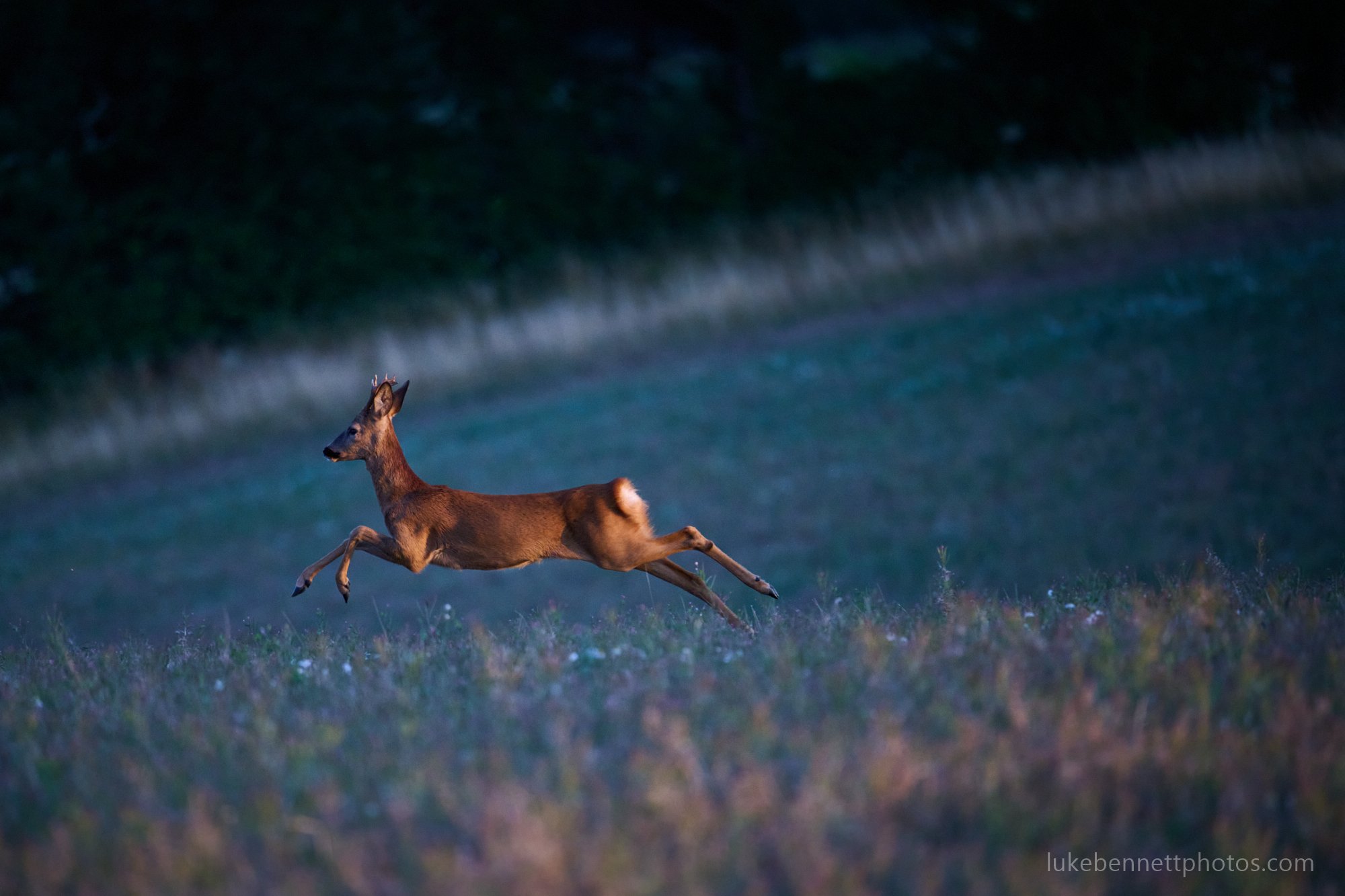  I’ve posted an image of this  encounter  before, but found a fair few others I like from the batch, since then. 