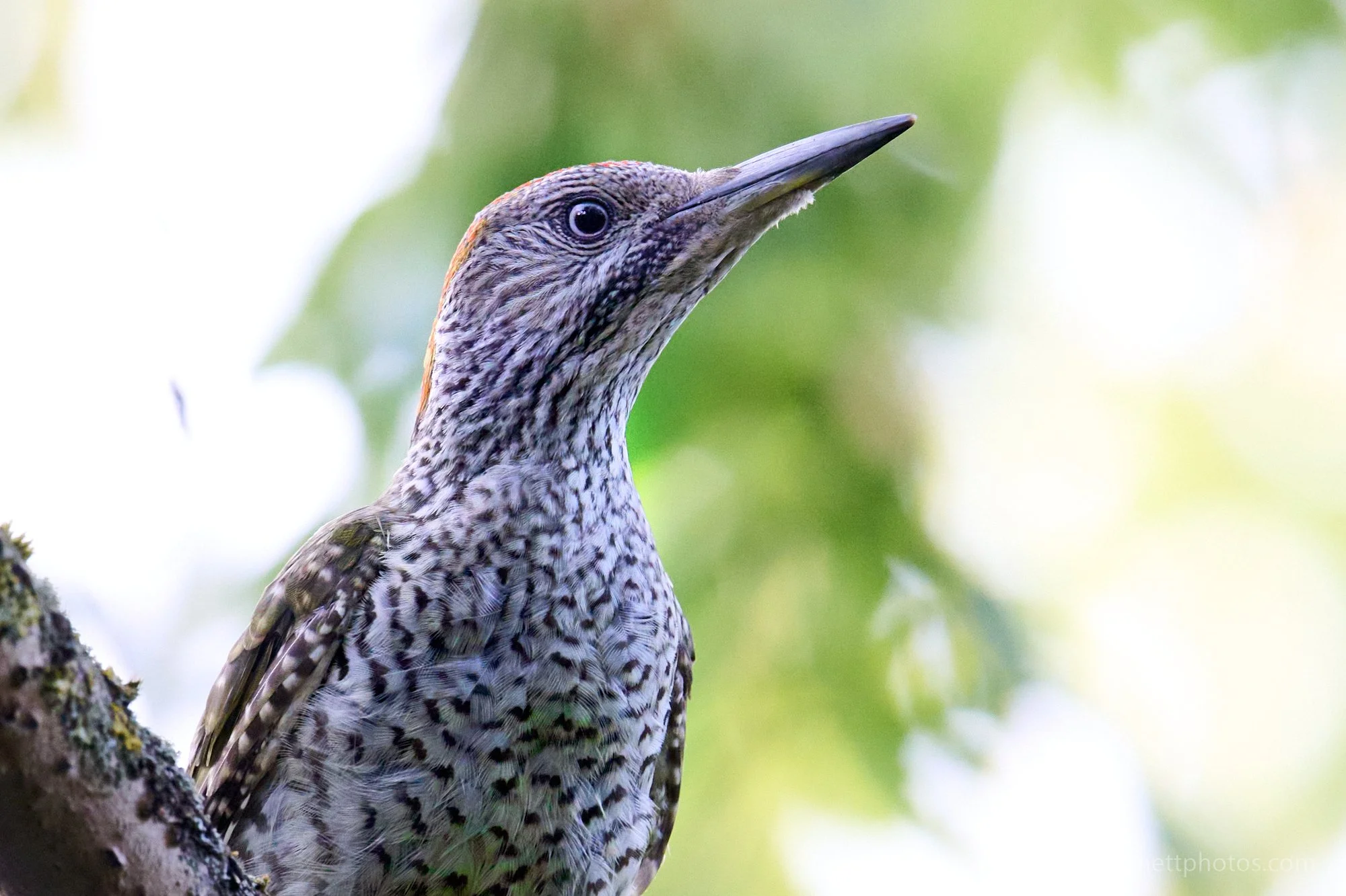  Likewise, I’ve posted a couple of images from this encounter with a greater spotted  woodpecker  recently, but since done a few additional edits that I like 