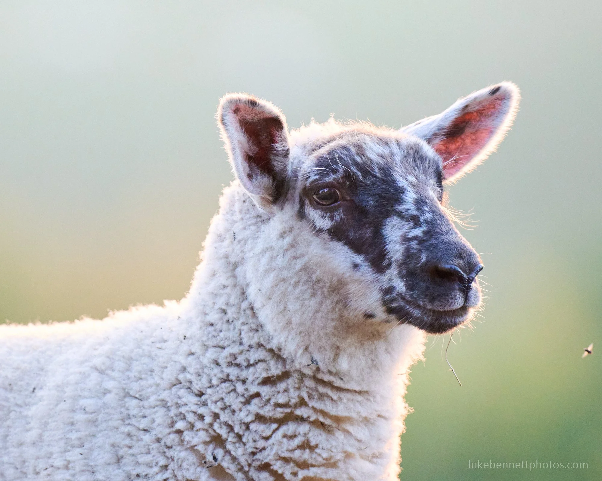  Ok, not actual wildlife, but I liked the lighting in this sheep shot. 