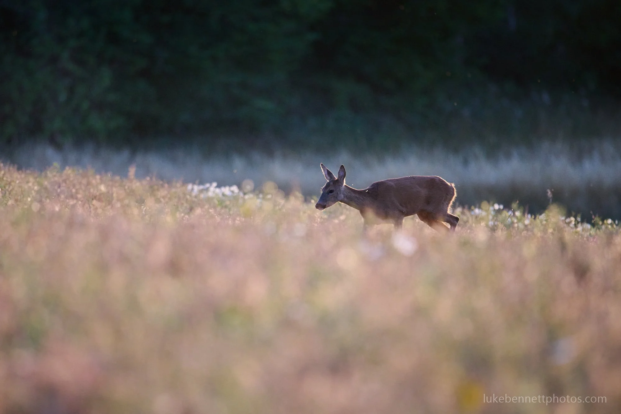  A wild roe deer 