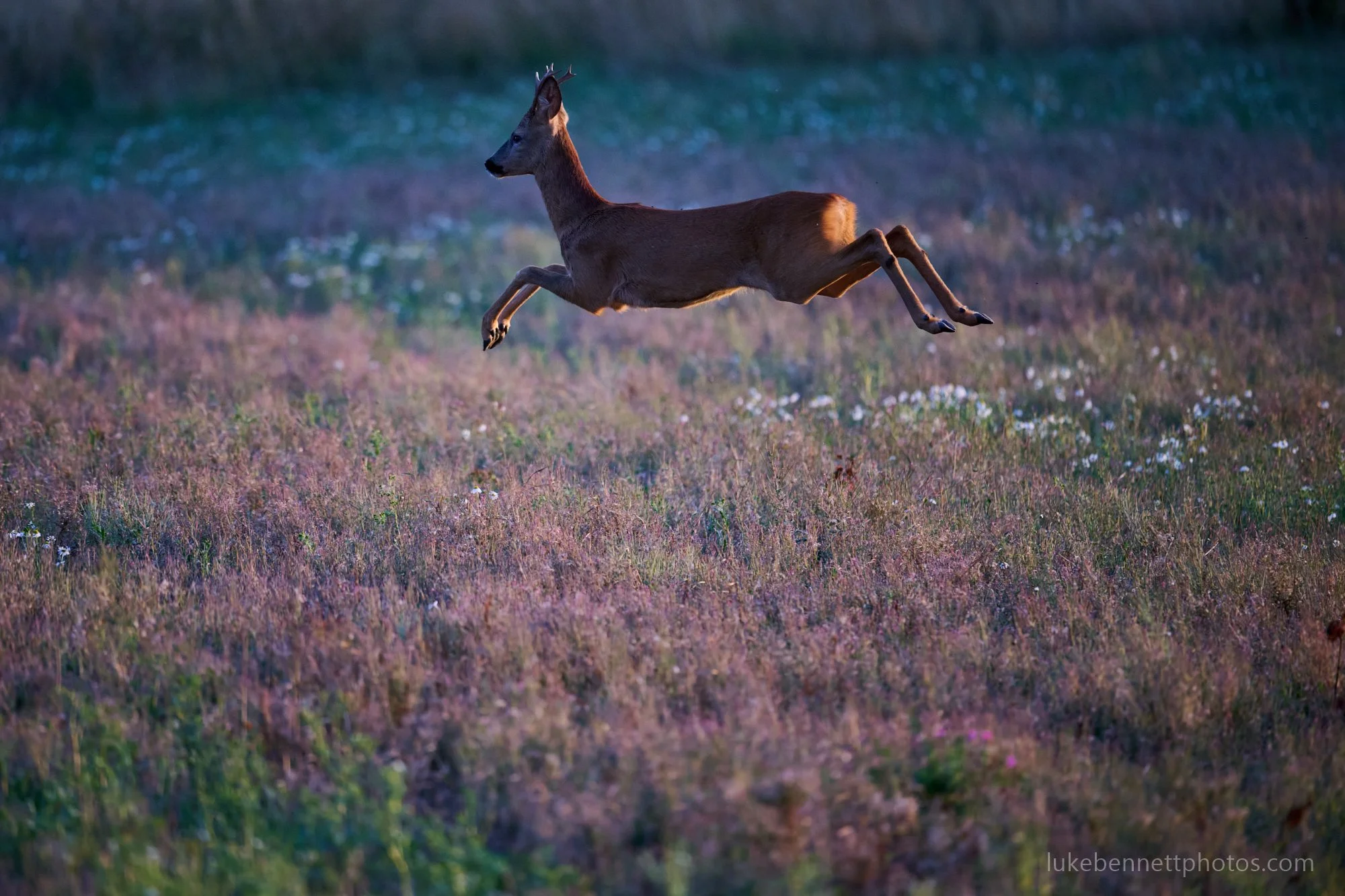  A slightly unconventional composition, but I liked how this made the deer look like it was soaring really high up in the air. 