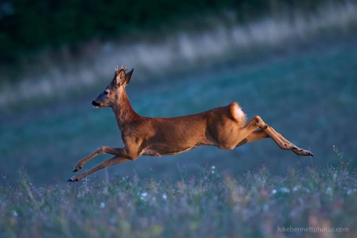 I'm aware I probably post too many deer photos in here, but whilst recovering from surgery I've got round to editing some of these properly recently. They didn't need much really as the conditions were really nice. I think they might be up there with