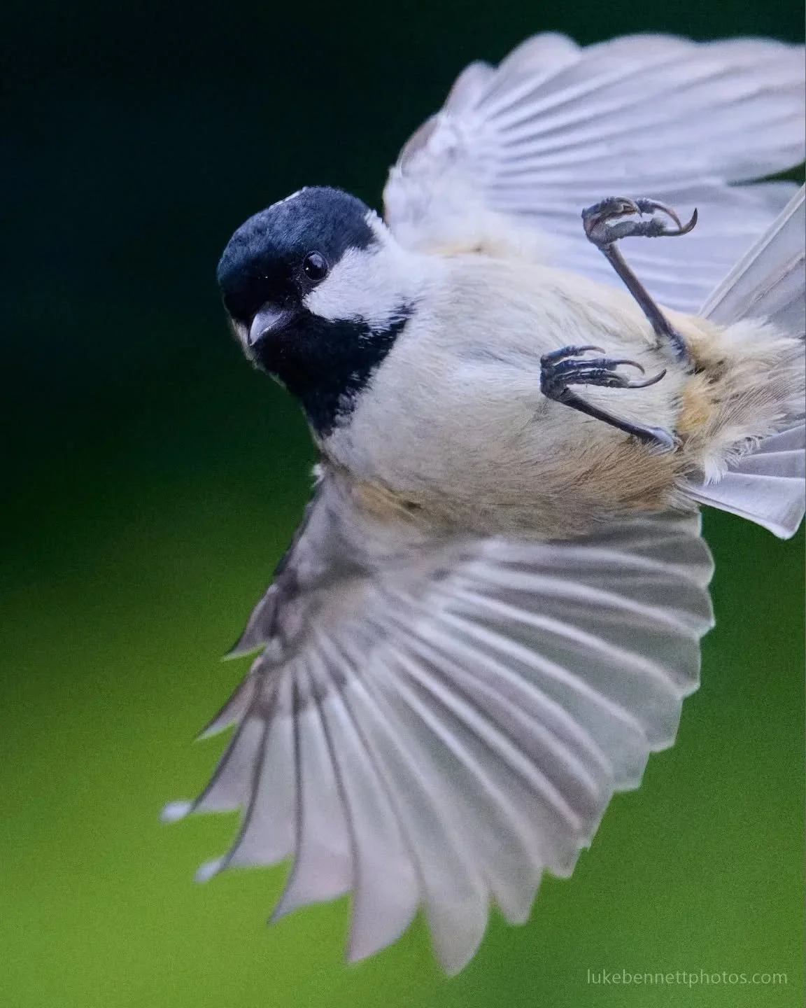 Just a coal tit being cool

#coaltit #rspbimages #birds_in_flight #birdsinflight #birdsofbritain