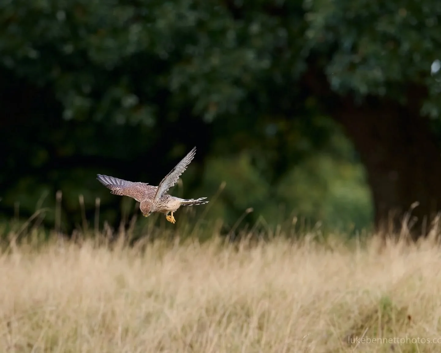 A kestrel hovering over its prey @charlecotepark a few summers ago. 

#kestrel #birdsofbritain #birdsuk #birdphotography #birdsofpreyphotography