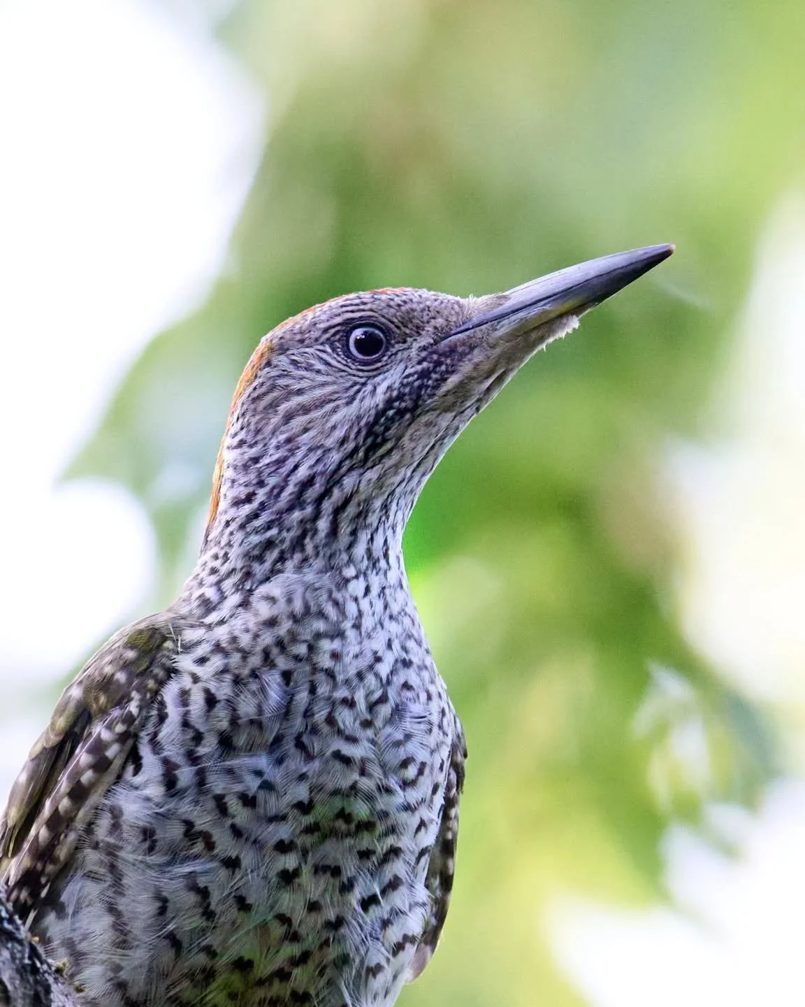 A different crop of an image I've previously posted. This I understand is a juvenile green woodpecker, looking curiously at the person waving a big lens in its face. 

#woodpecker #wildbirdsofinstagram #britishwildlifephotography #Warwickshire #wildl