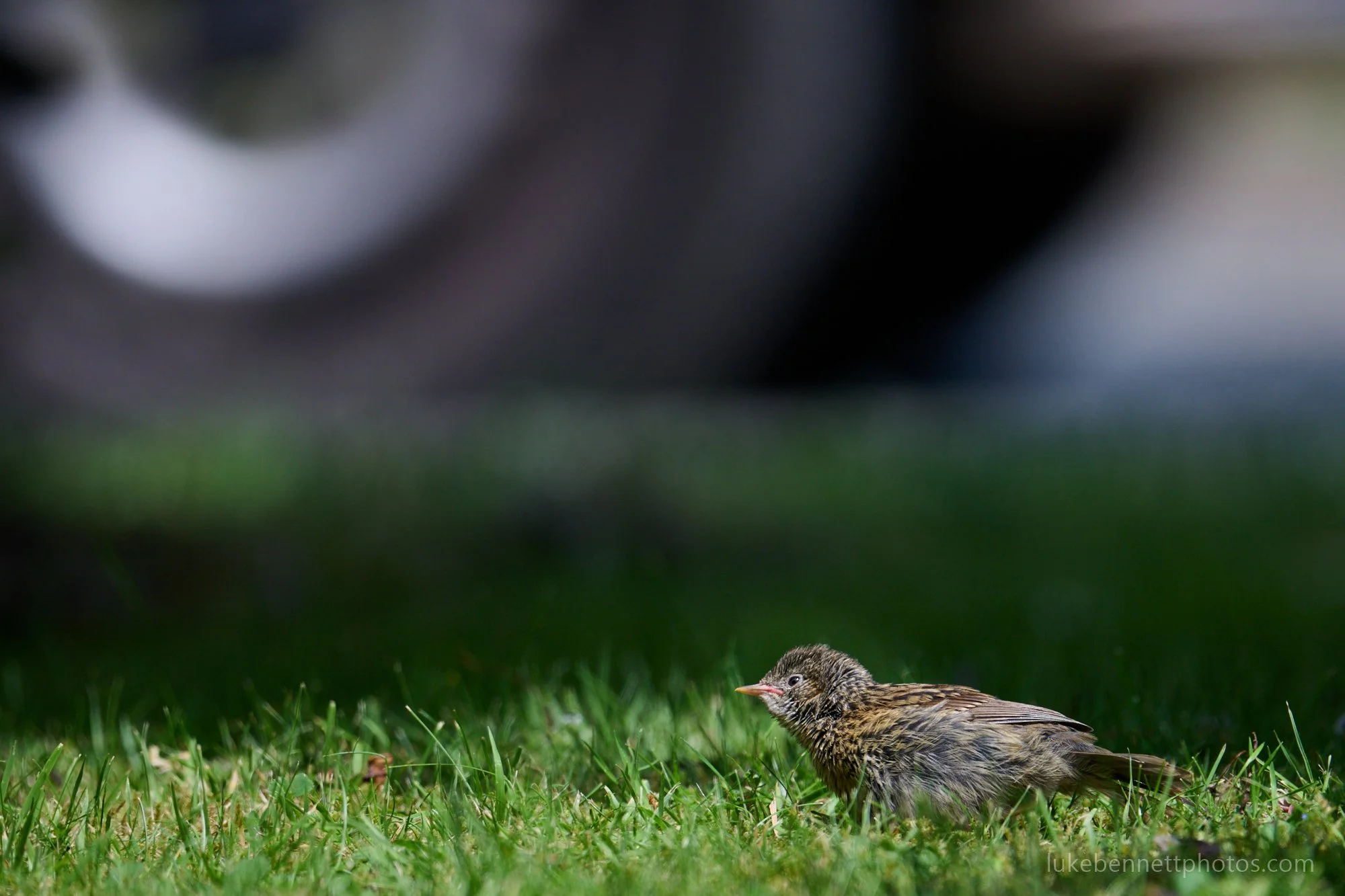  A dunnock fledgling next to a busy road. 