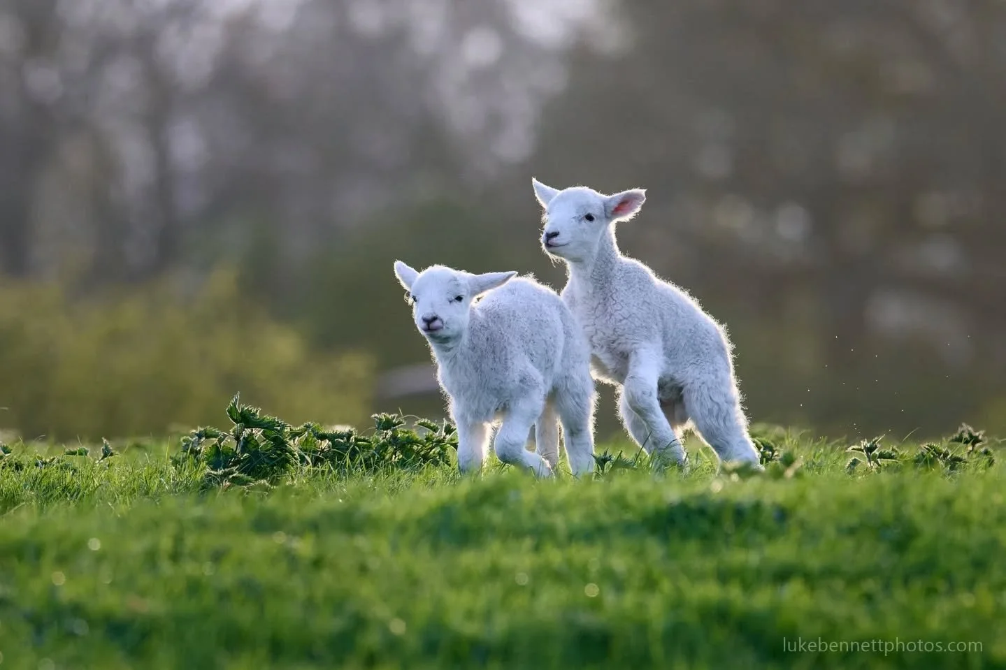 It's interesting to me that lambs are so playful and full of mischief when they're little but then as adults they're suddenly not and just spend their days eating and following the herd and doing their tax returns.

#springhassprung🌸 #lambingseason 