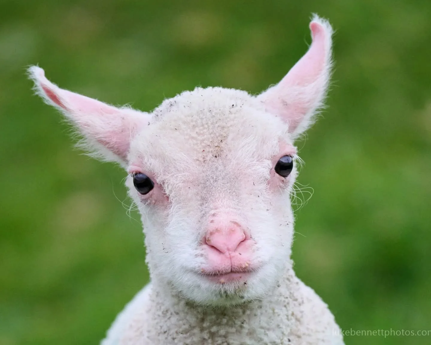 This lamb is VERY disappointed in you. 

#cuteanimalsclub #judgemental #funnyanimal #springhassprung🌸 #lamb