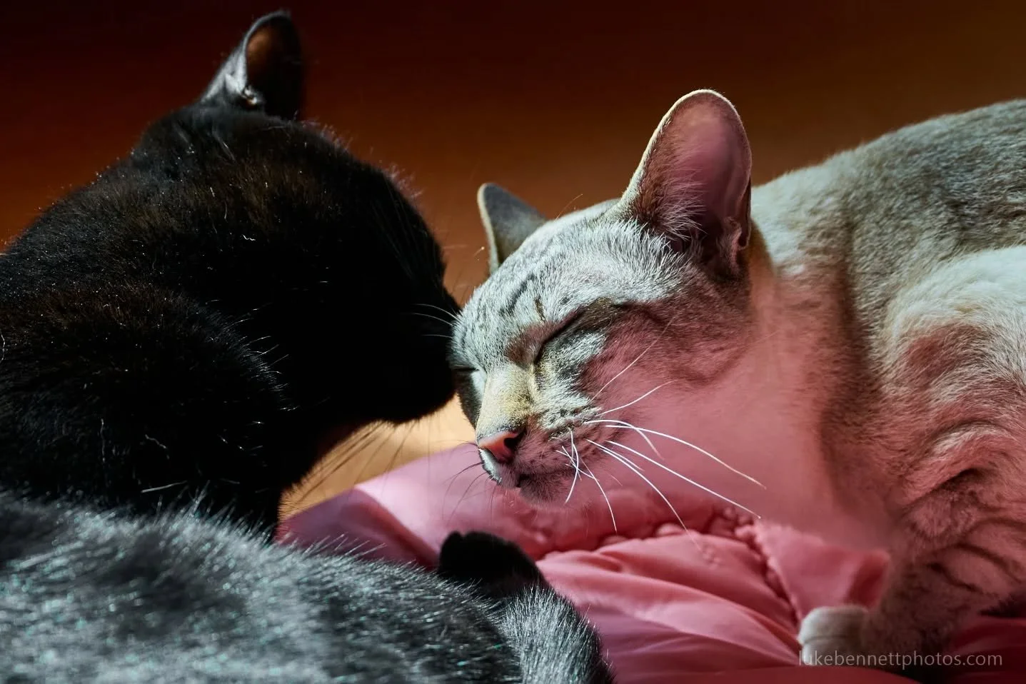 Awww they love each other!.. Oh wait 🙈

#catsfighting #cutecatscrew #funnycatsofinstagram #ukcatsofinstagram #Shropshire