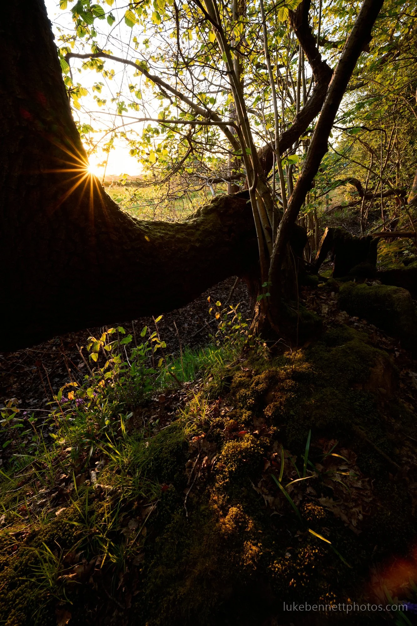  www.lukebennettphotos.com 