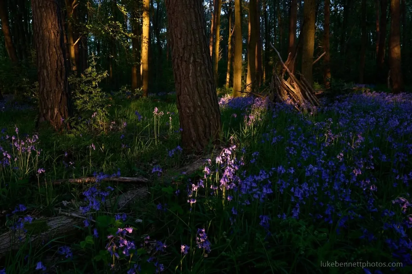 BLUEBELL MEGA DUMP EXTRAVAGANZA! 

May is probably my favourite time of the year overall. It&rsquo;s when life really comes back into the world, everywhere is in bloom, and the animals start getting much more active and optimistic.

It&rsquo;s also b