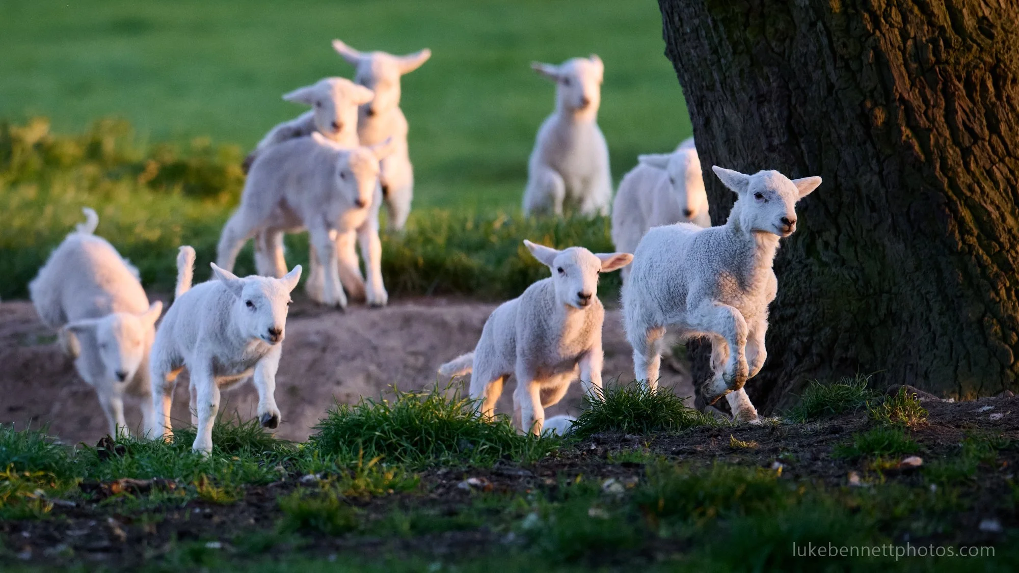  I particularly love it when they form these massive gangs to just play! They take great delight in running back and forth, doing little leaps, seeing who is fastest and most stylish. 