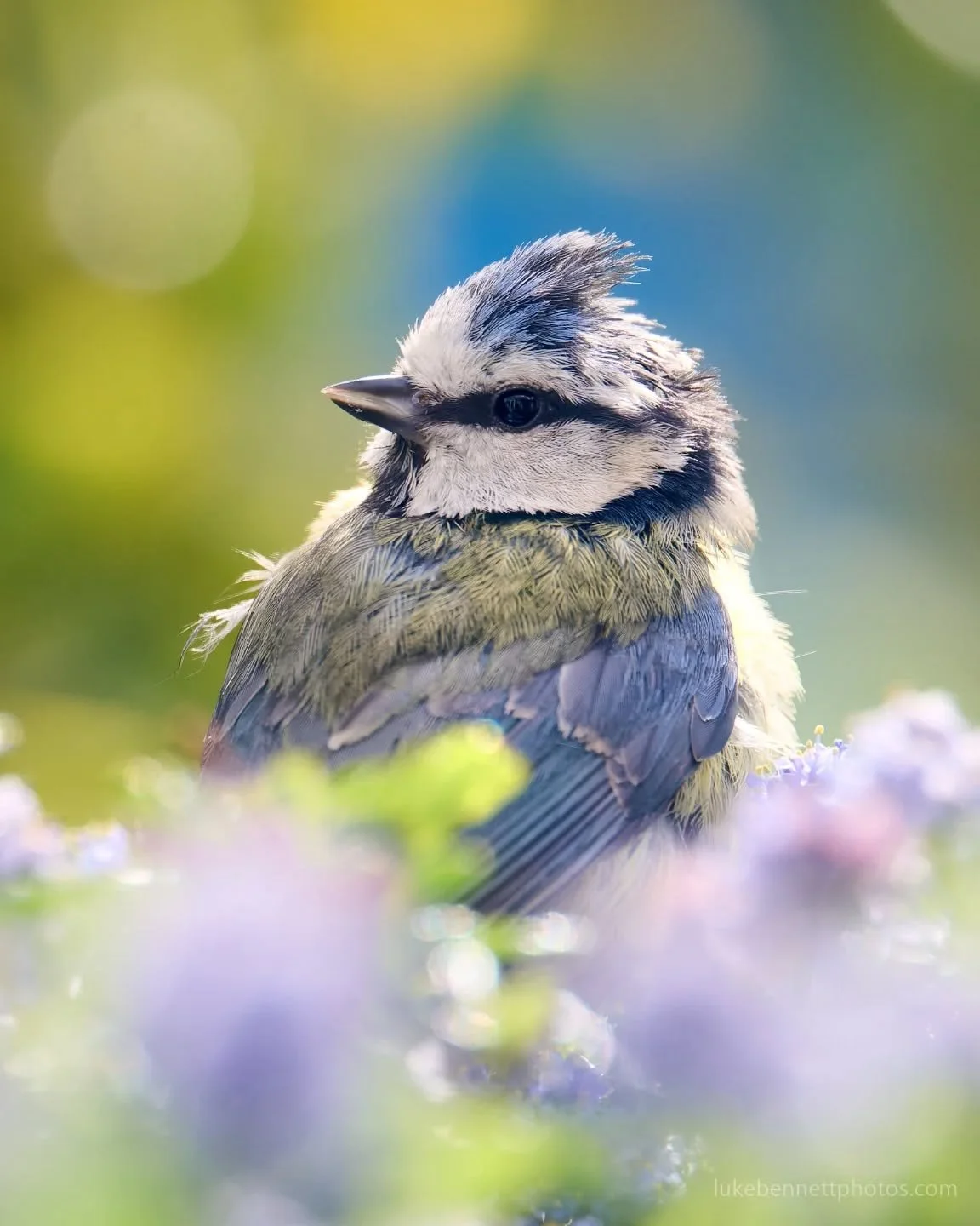 #bluetit #bluetitsofinstagram #birdphotography #birdshot #ukbirdwatching